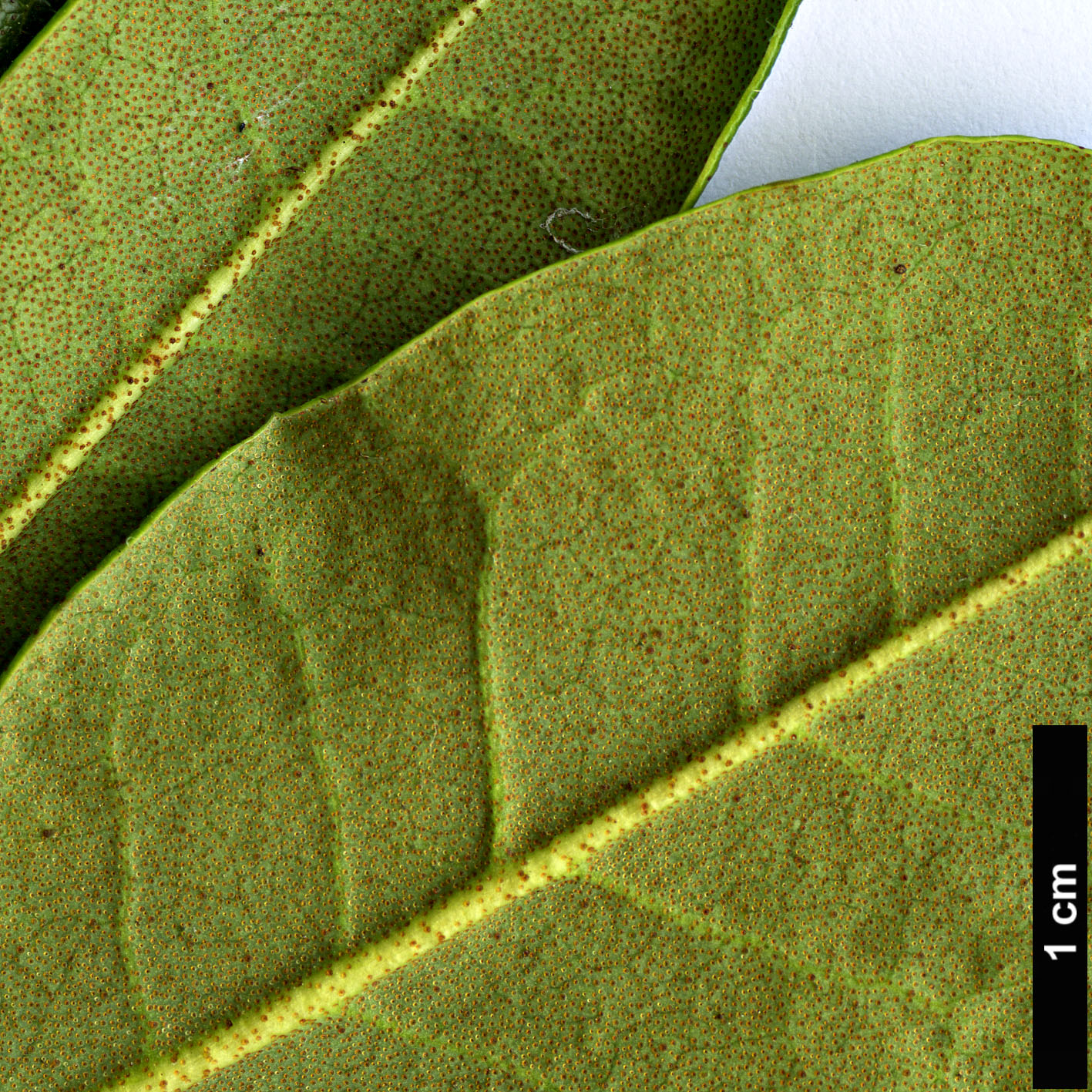 High resolution image: Family: Ericaceae - Genus: Rhododendron - Taxon: carolinianum