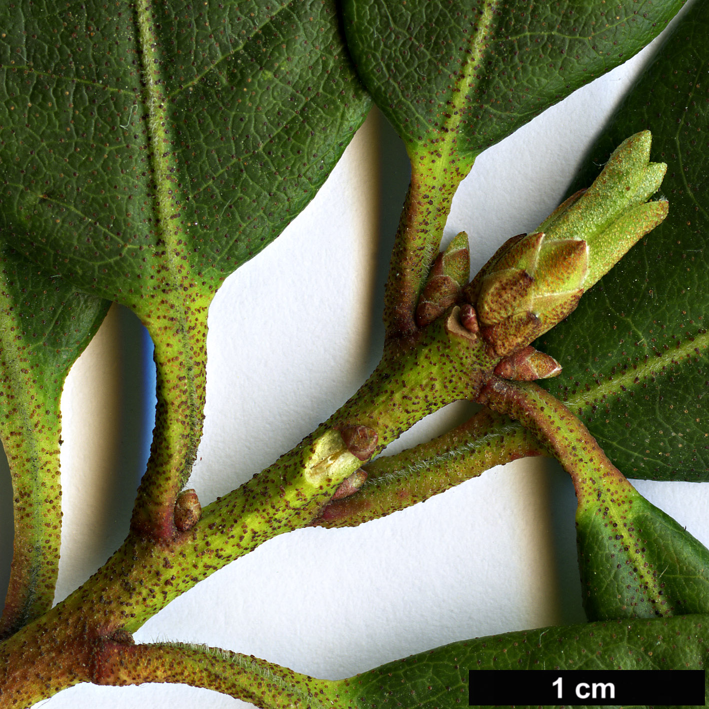 High resolution image: Family: Ericaceae - Genus: Rhododendron - Taxon: carolinianum