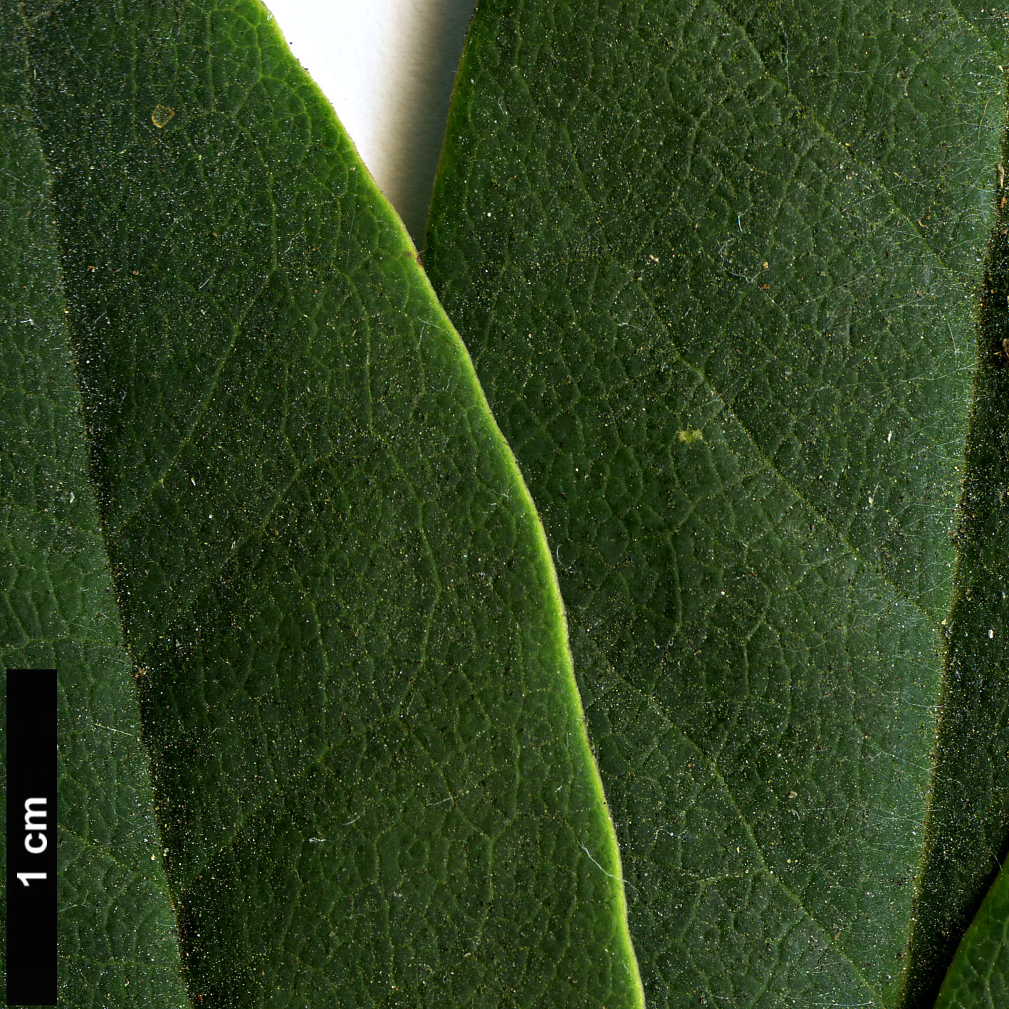 High resolution image: Family: Ericaceae - Genus: Rhododendron - Taxon: caucasicum