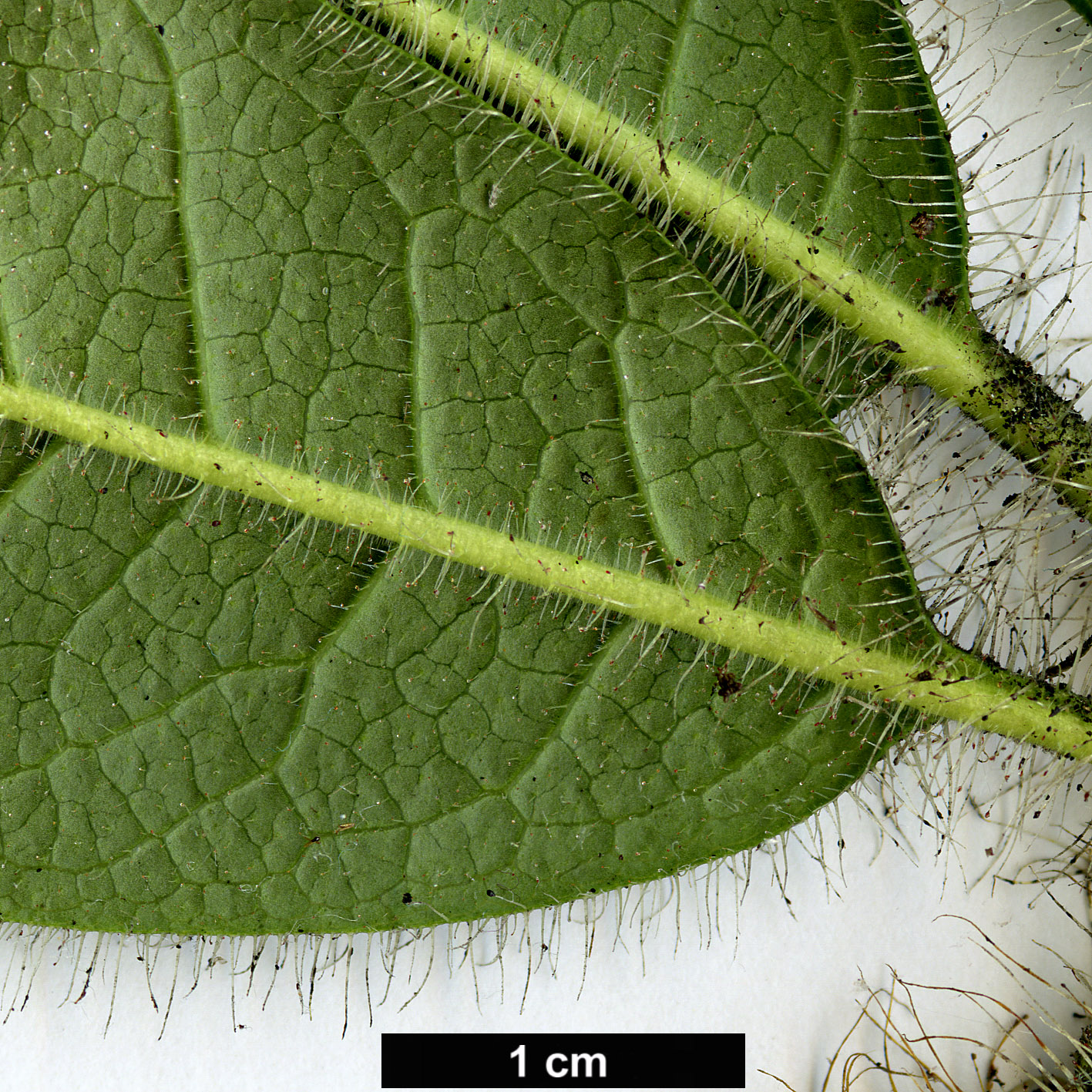 High resolution image: Family: Ericaceae - Genus: Rhododendron - Taxon: championiae