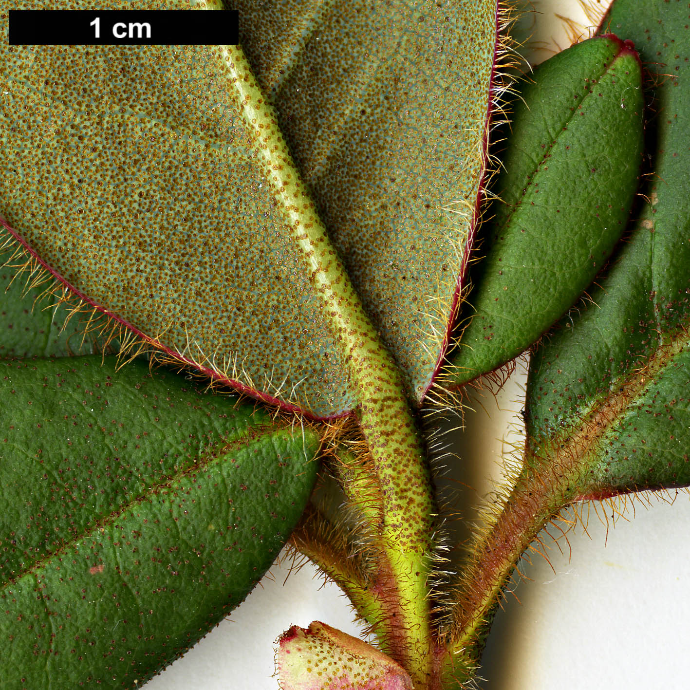 High resolution image: Family: Ericaceae - Genus: Rhododendron - Taxon: changii