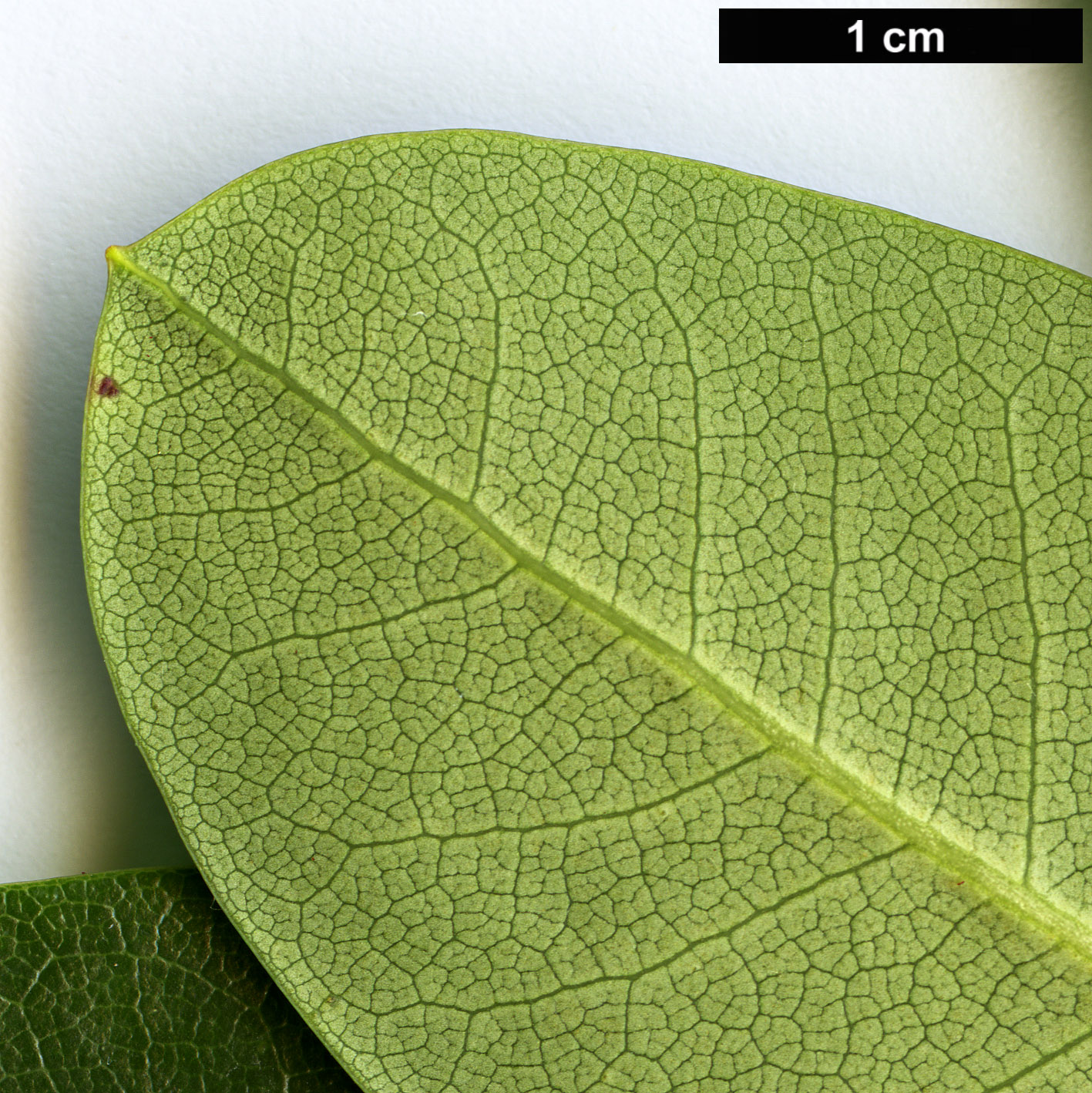 High resolution image: Family: Ericaceae - Genus: Rhododendron - Taxon: chlorops