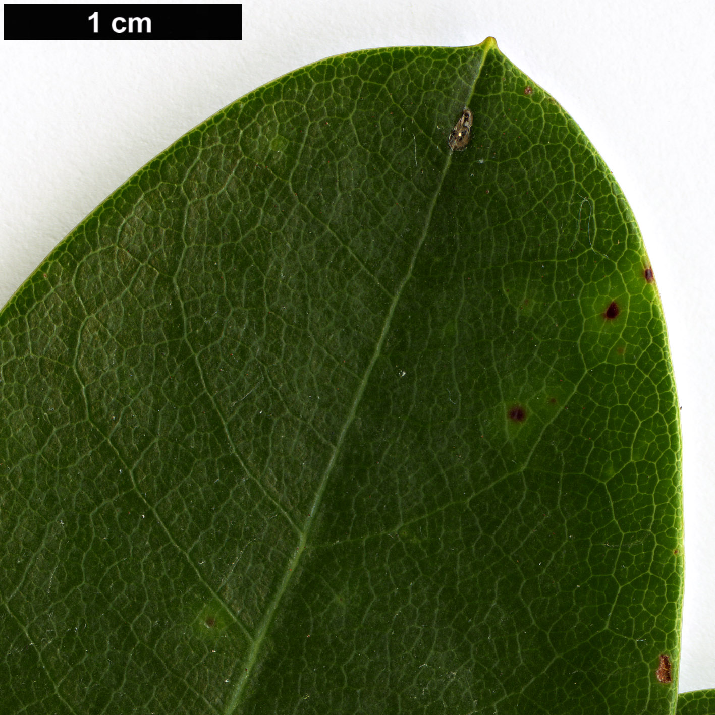 High resolution image: Family: Ericaceae - Genus: Rhododendron - Taxon: chlorops