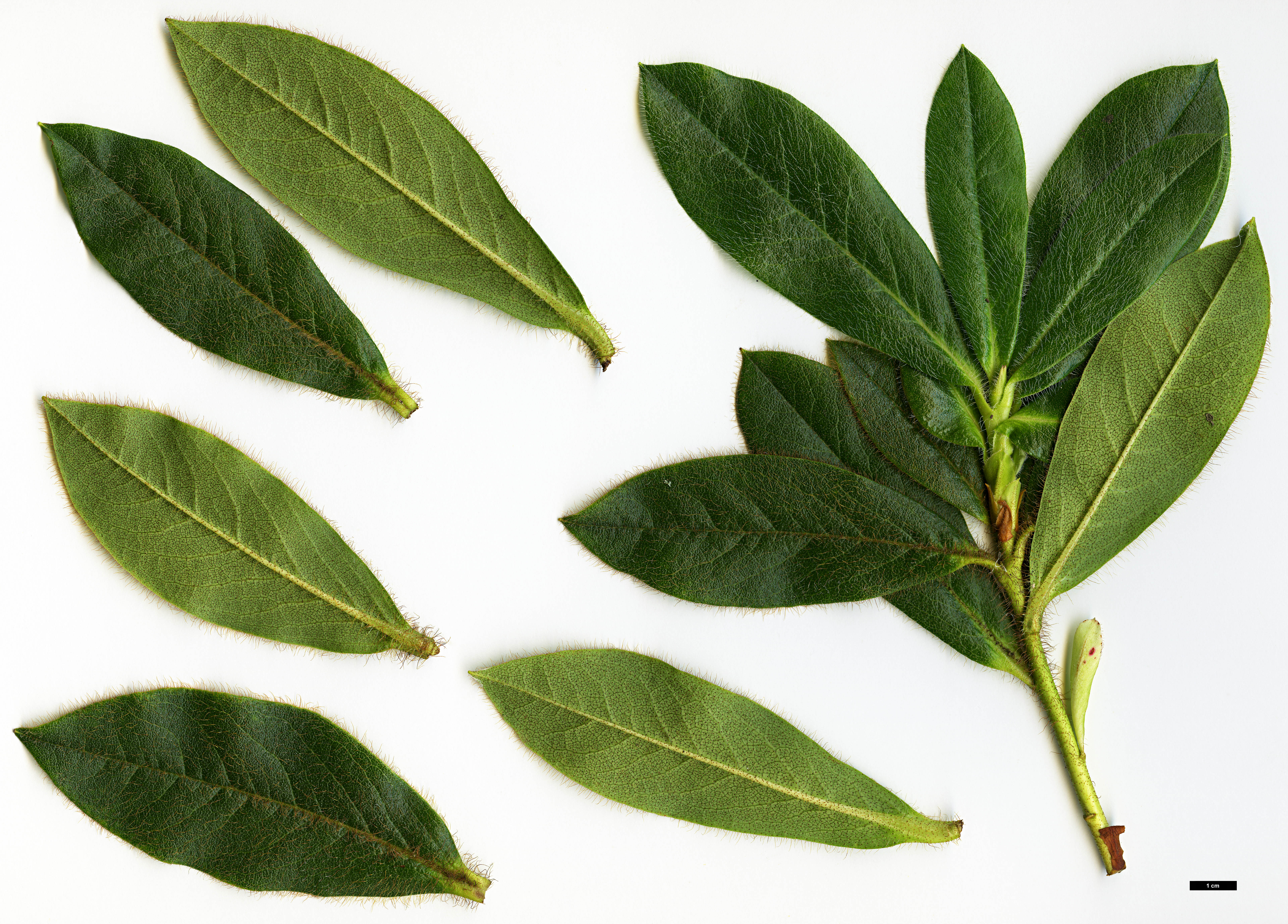 High resolution image: Family: Ericaceae - Genus: Rhododendron - Taxon: ciliatum