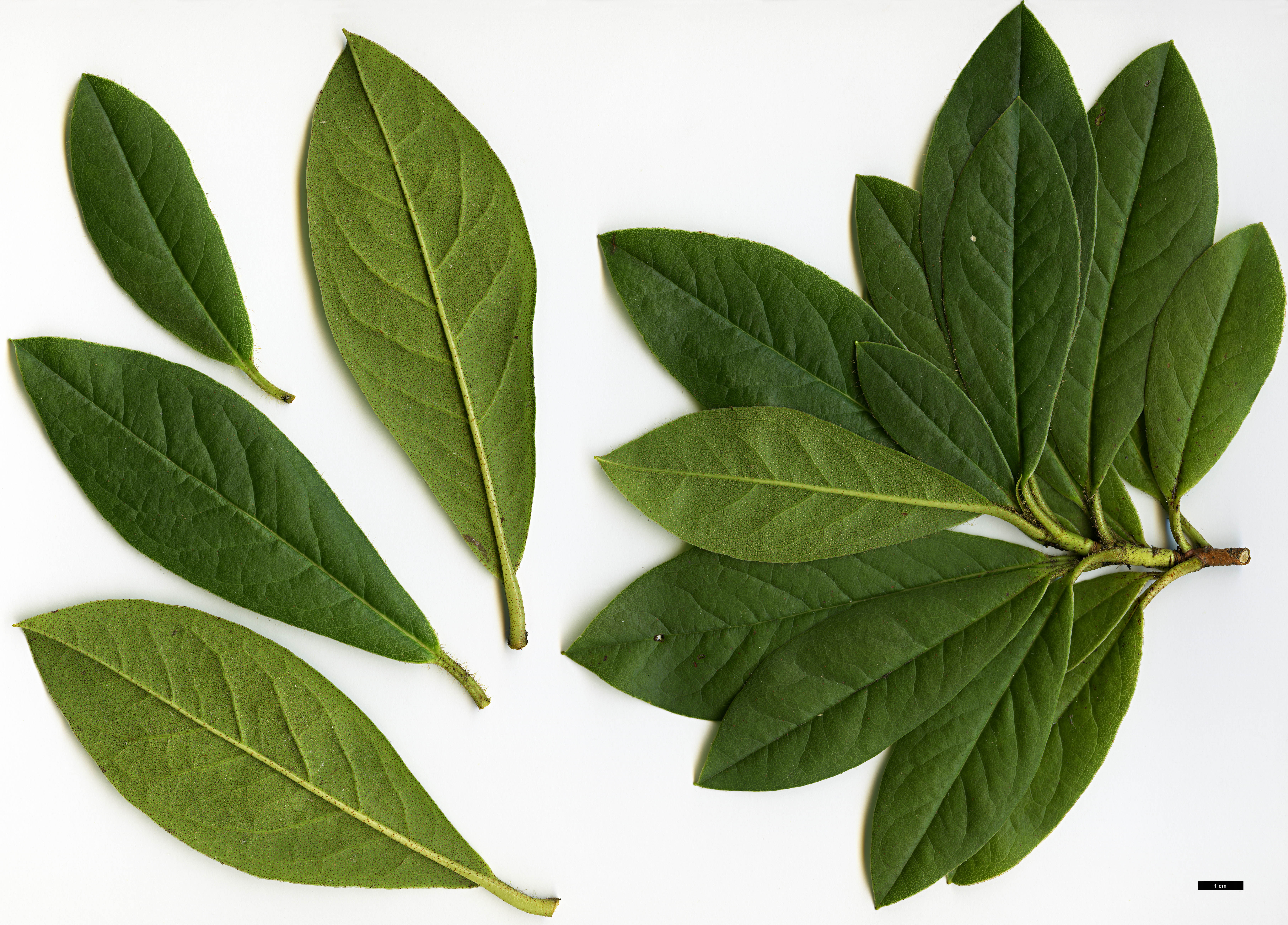 High resolution image: Family: Ericaceae - Genus: Rhododendron - Taxon: ciliicalyx