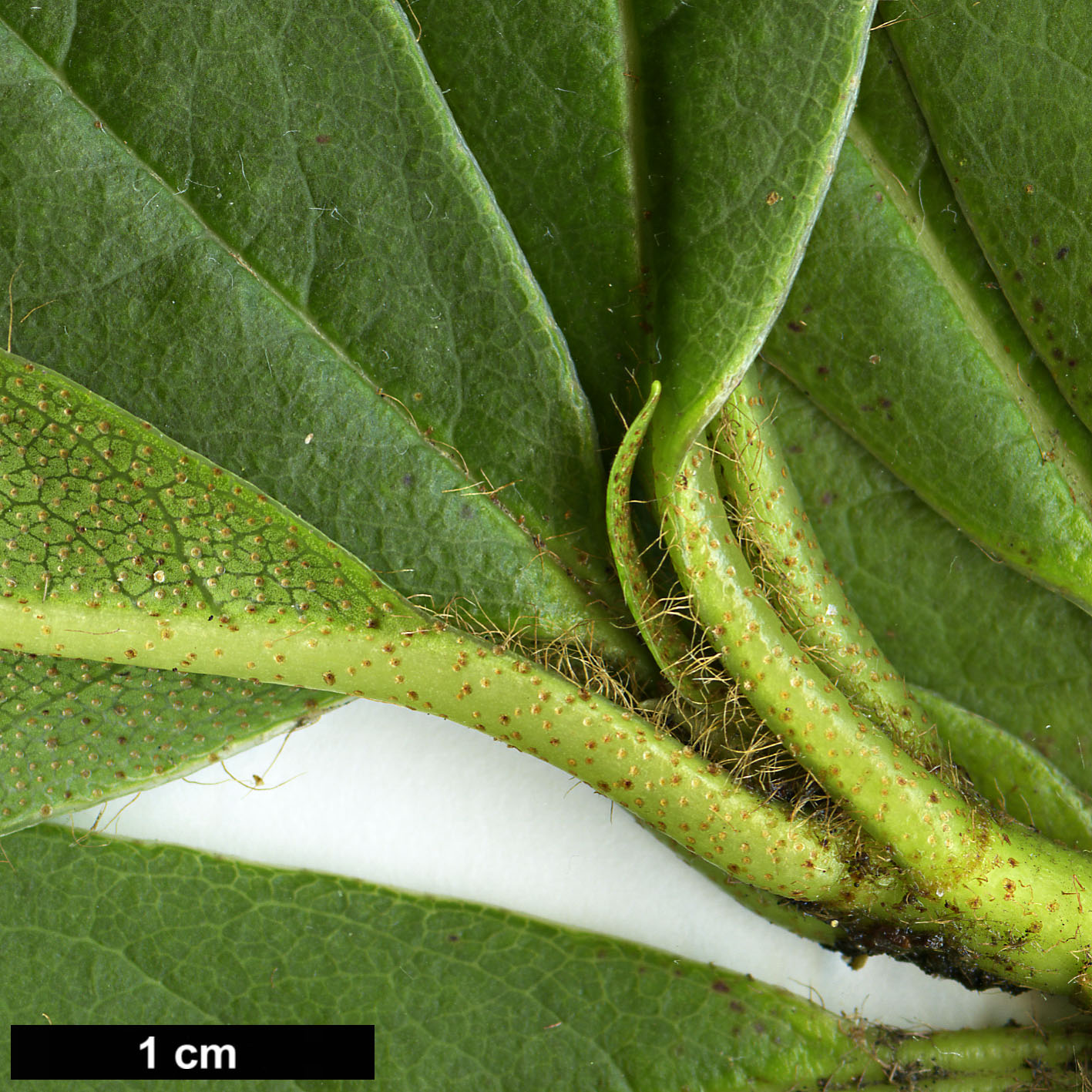 High resolution image: Family: Ericaceae - Genus: Rhododendron - Taxon: ciliicalyx