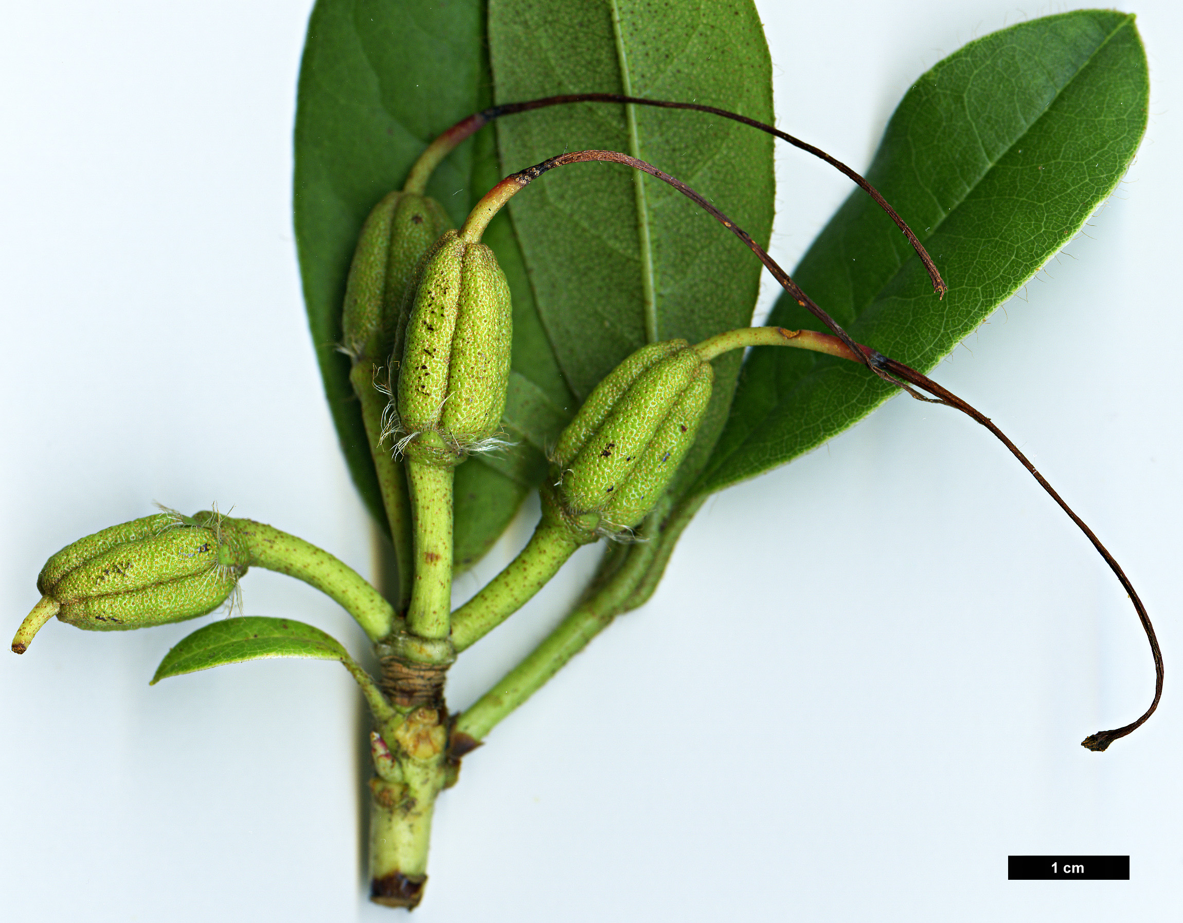 High resolution image: Family: Ericaceae - Genus: Rhododendron - Taxon: ciliicalyx