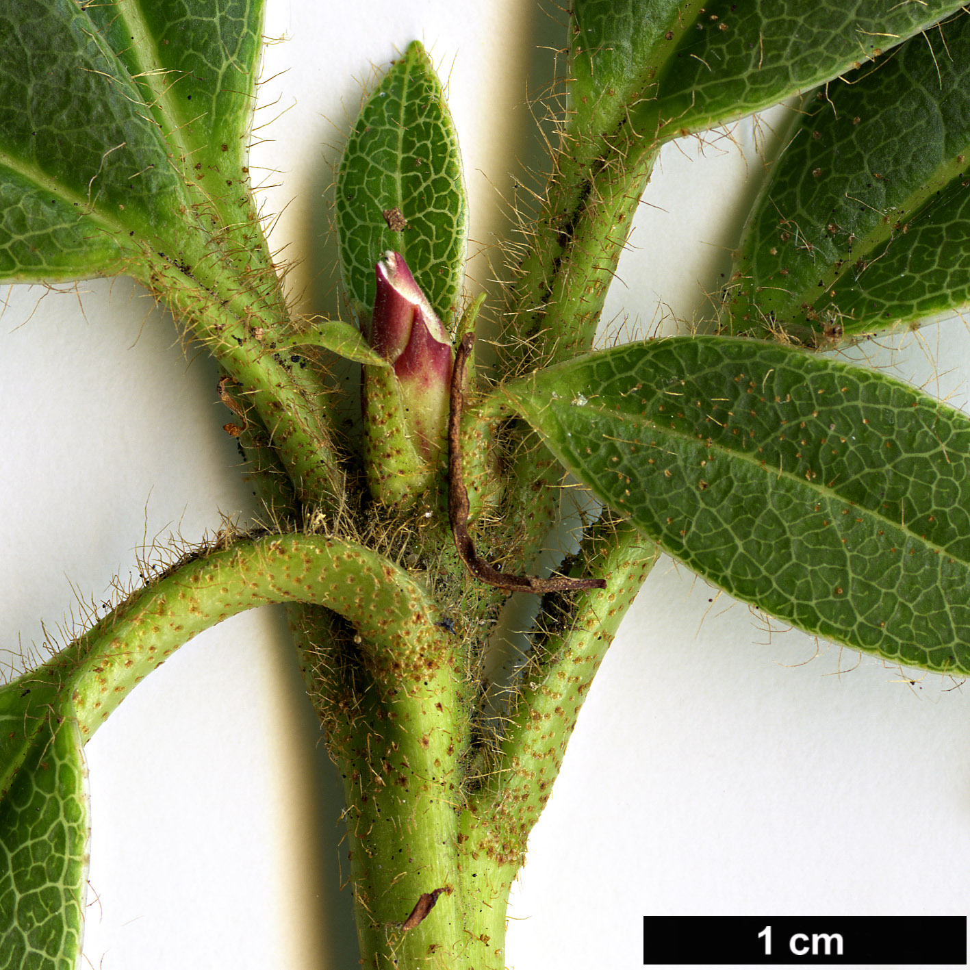 High resolution image: Family: Ericaceae - Genus: Rhododendron - Taxon: ciliicalyx