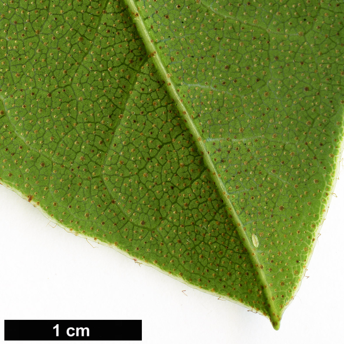 High resolution image: Family: Ericaceae - Genus: Rhododendron - Taxon: ciliicalyx