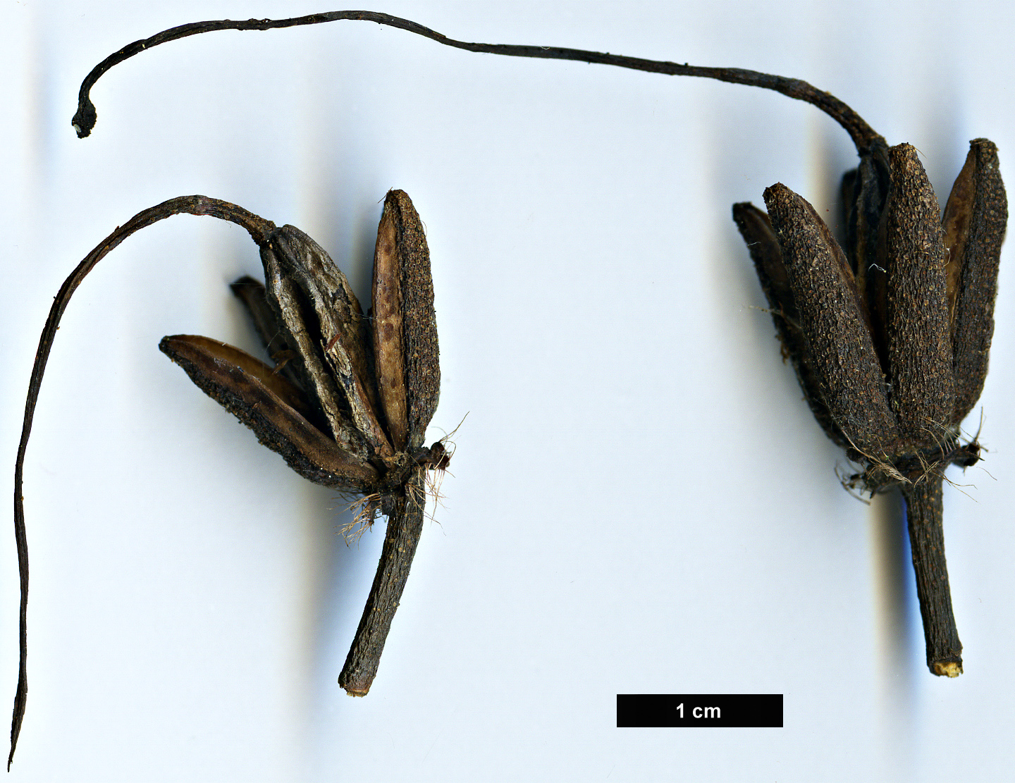 High resolution image: Family: Ericaceae - Genus: Rhododendron - Taxon: ciliicalyx