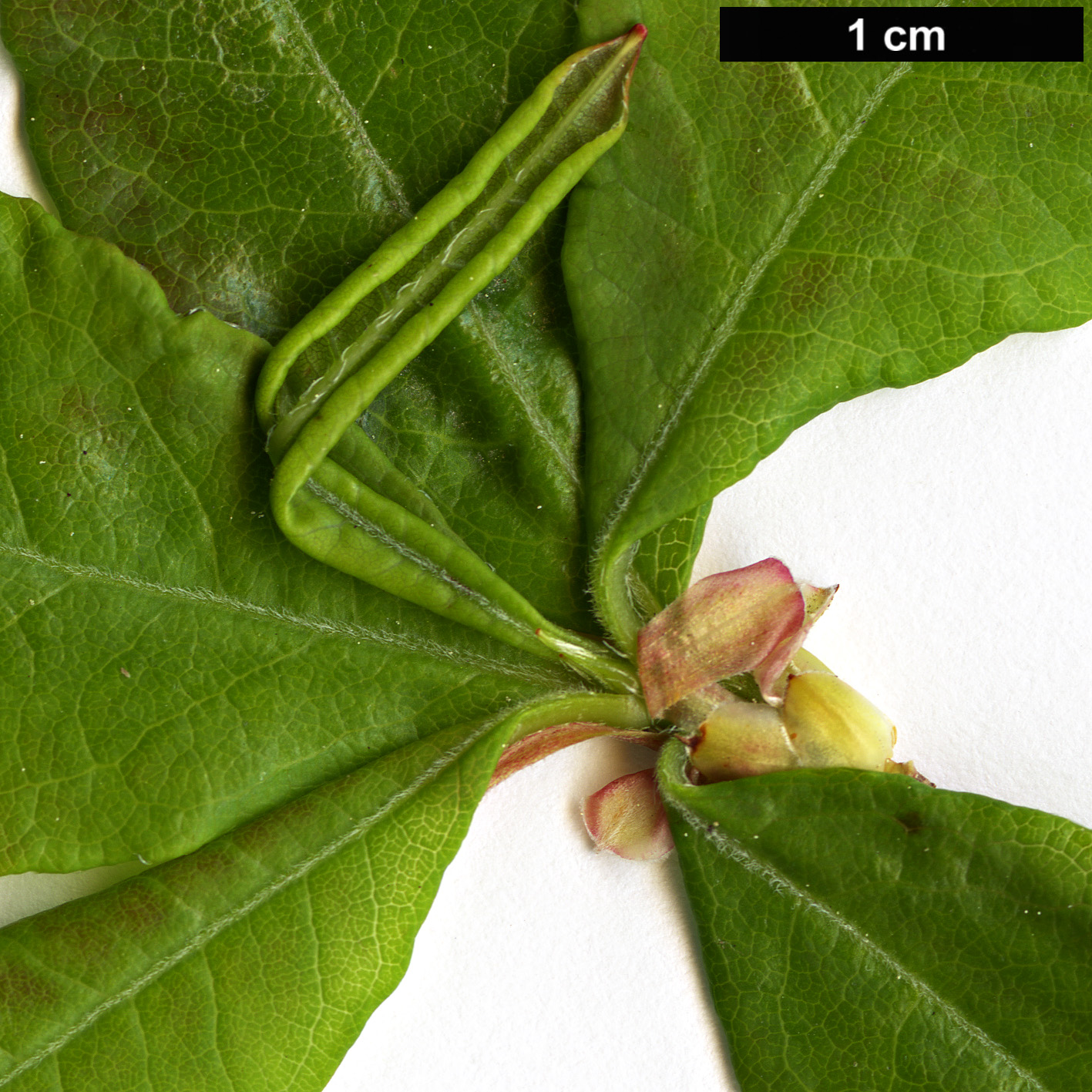 High resolution image: Family: Ericaceae - Genus: Rhododendron - Taxon: colemanii