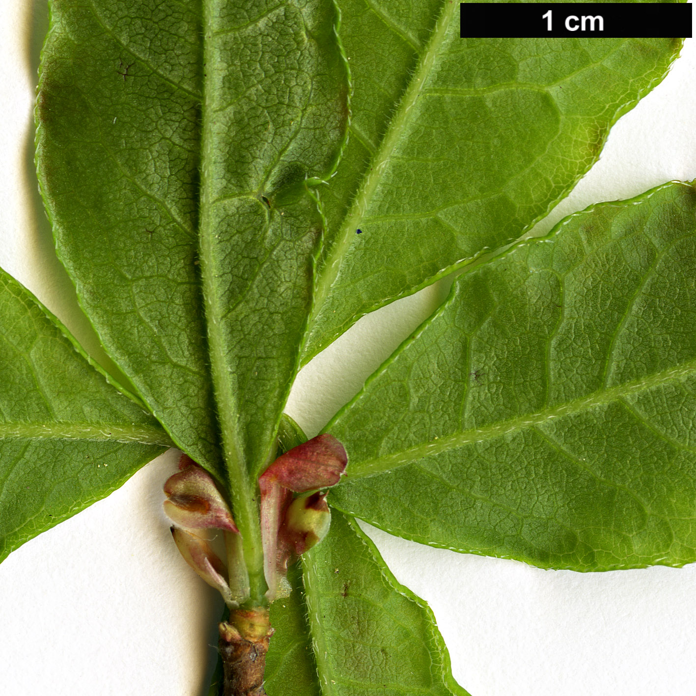 High resolution image: Family: Ericaceae - Genus: Rhododendron - Taxon: colemanii