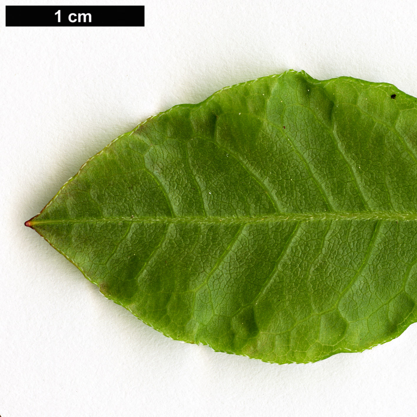 High resolution image: Family: Ericaceae - Genus: Rhododendron - Taxon: colemanii