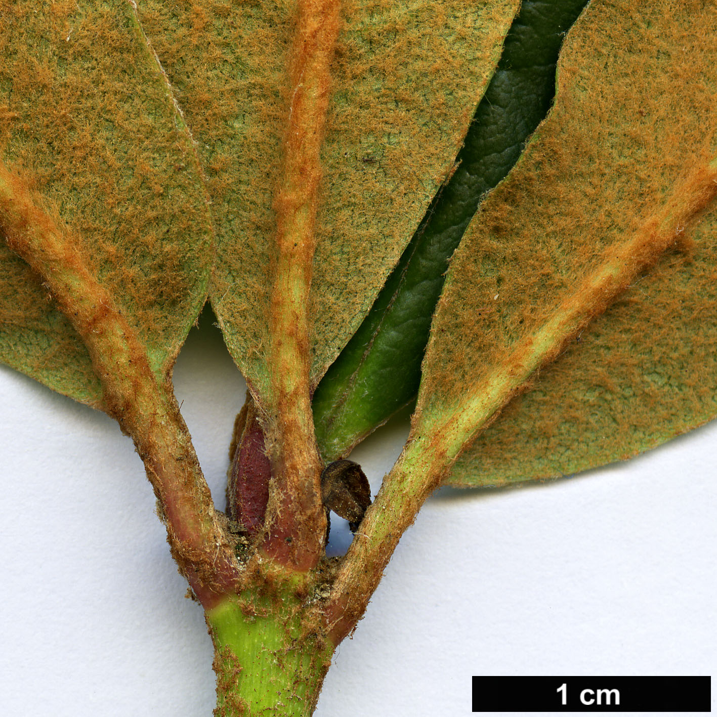 High resolution image: Family: Ericaceae - Genus: Rhododendron - Taxon: comisteum