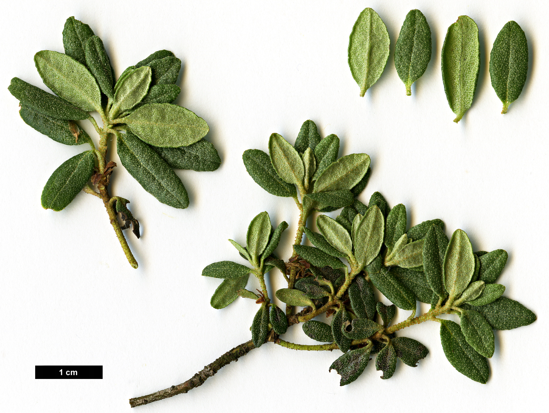 High resolution image: Family: Ericaceae - Genus: Rhododendron - Taxon: complexum