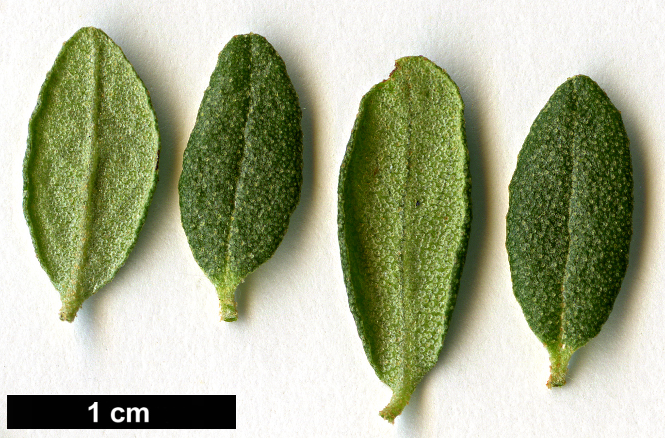 High resolution image: Family: Ericaceae - Genus: Rhododendron - Taxon: complexum