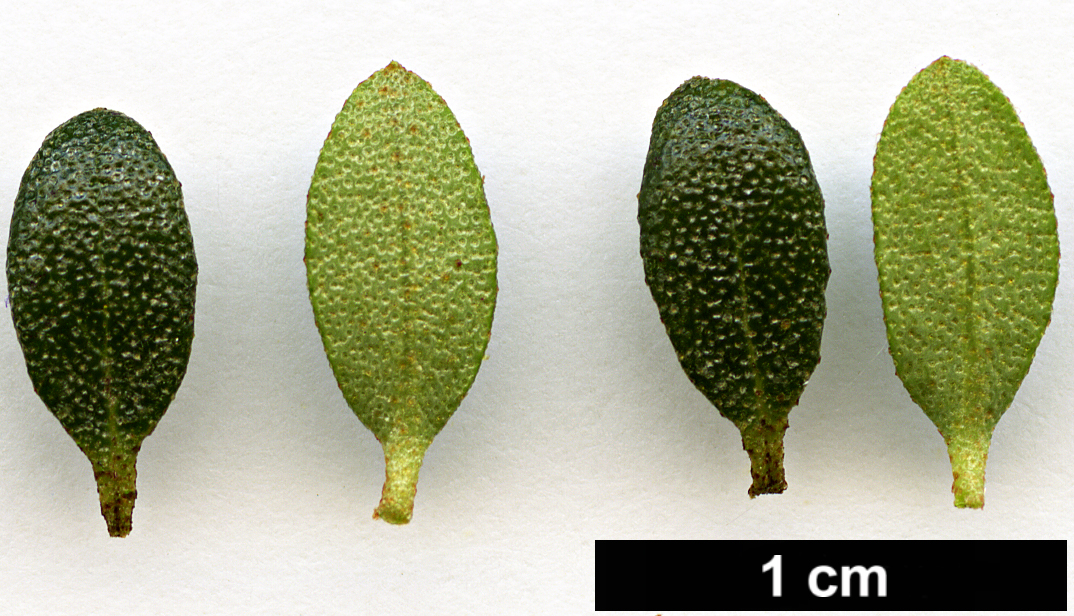 High resolution image: Family: Ericaceae - Genus: Rhododendron - Taxon: complexum