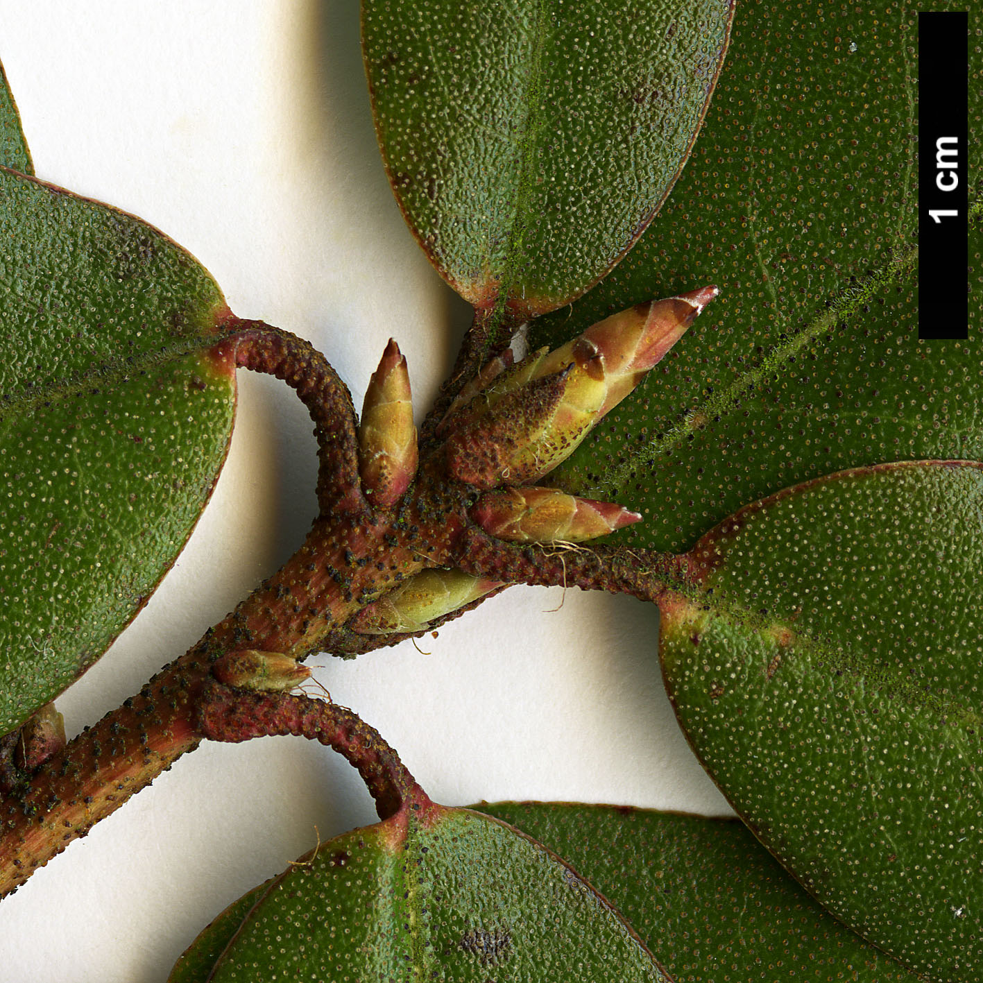 High resolution image: Family: Ericaceae - Genus: Rhododendron - Taxon: concinnum