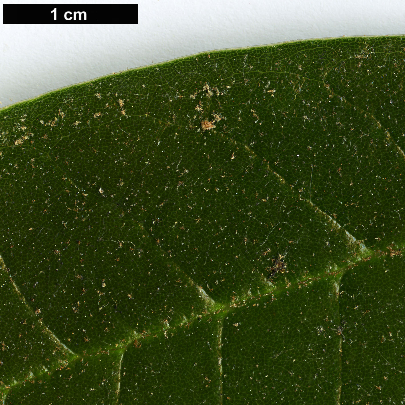 High resolution image: Family: Ericaceae - Genus: Rhododendron - Taxon: coryanum