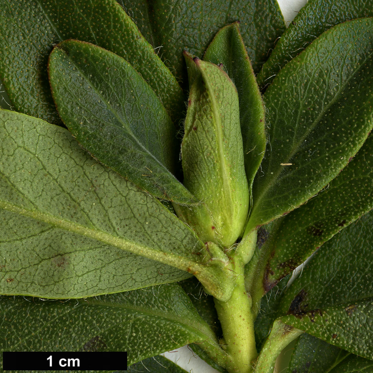 High resolution image: Family: Ericaceae - Genus: Rhododendron - Taxon: cowanianum