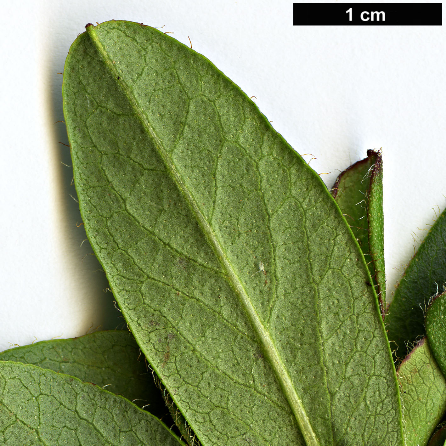 High resolution image: Family: Ericaceae - Genus: Rhododendron - Taxon: cowanianum