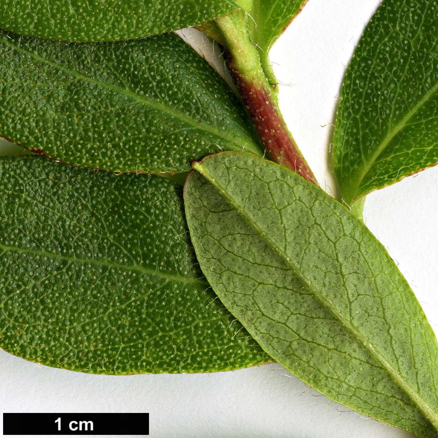 High resolution image: Family: Ericaceae - Genus: Rhododendron - Taxon: cowanianum