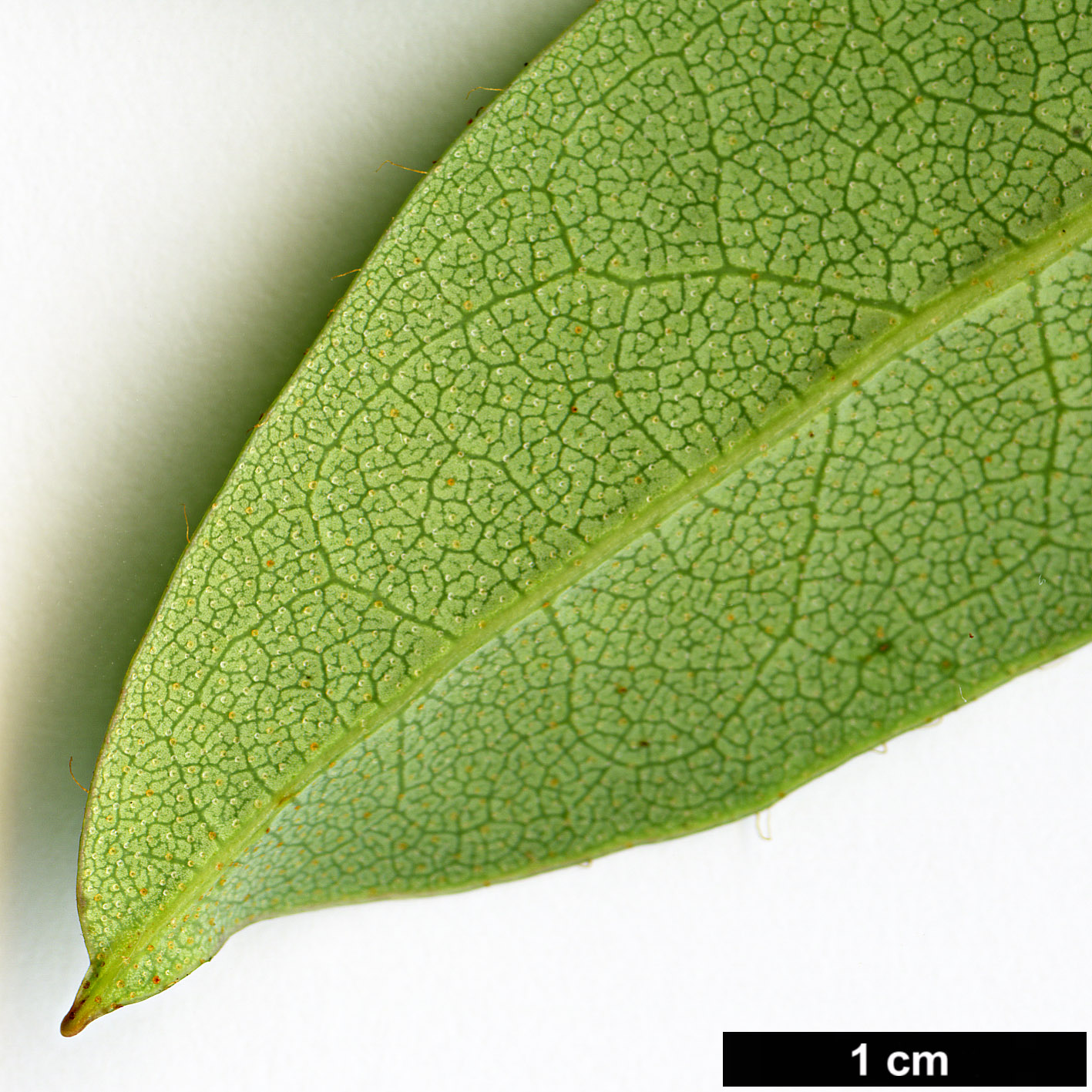 High resolution image: Family: Ericaceae - Genus: Rhododendron - Taxon: coxianum