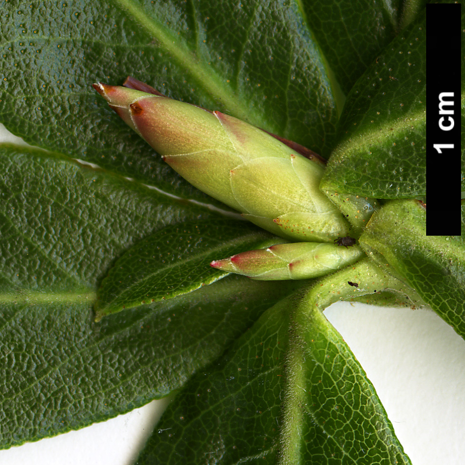 High resolution image: Family: Ericaceae - Genus: Rhododendron - Taxon: crenulatum