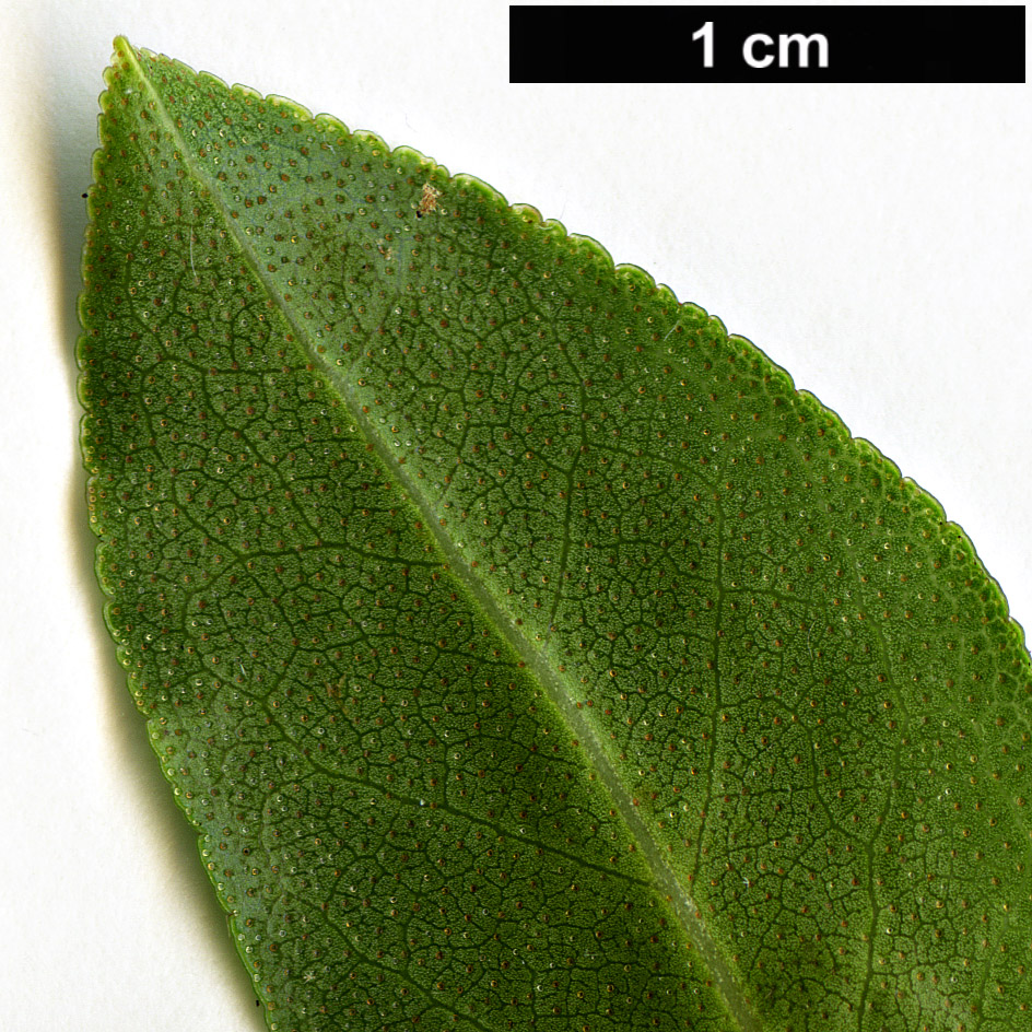 High resolution image: Family: Ericaceae - Genus: Rhododendron - Taxon: crenulatum