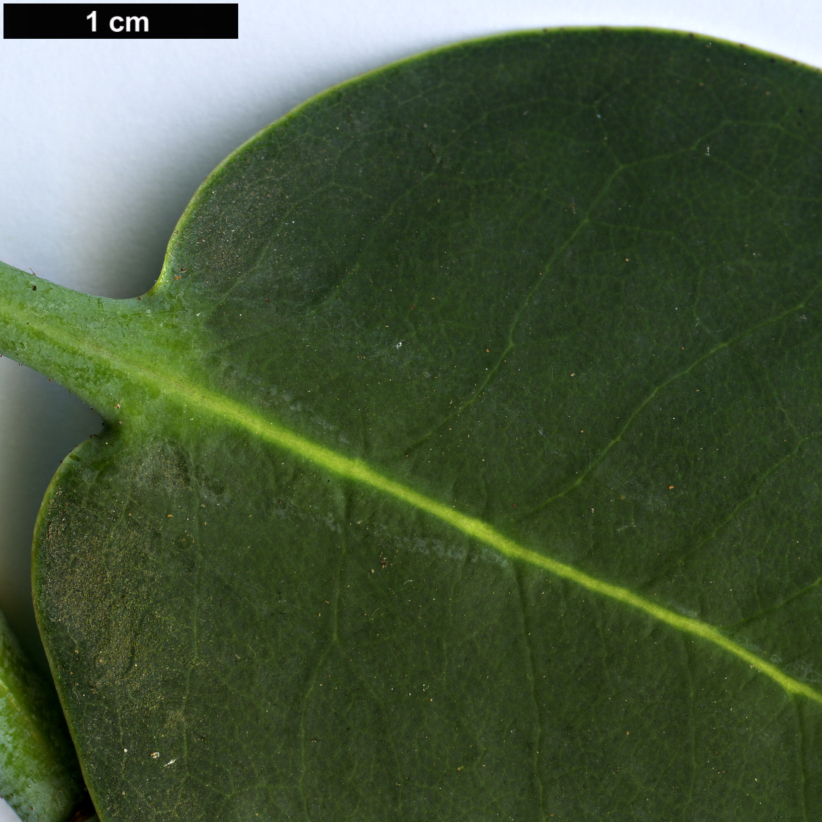 High resolution image: Family: Ericaceae - Genus: Rhododendron - Taxon: cyanocarpum