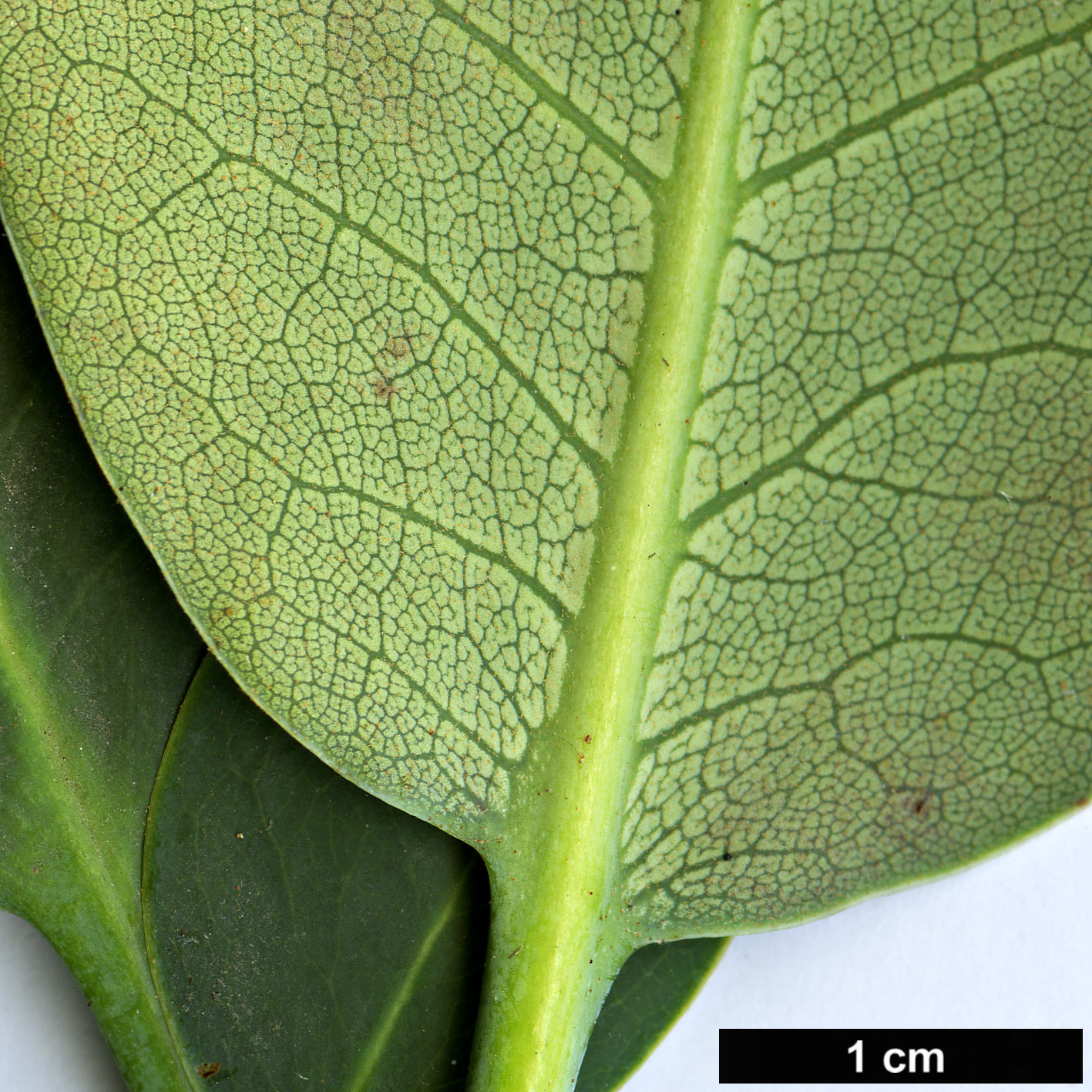 High resolution image: Family: Ericaceae - Genus: Rhododendron - Taxon: cyanocarpum