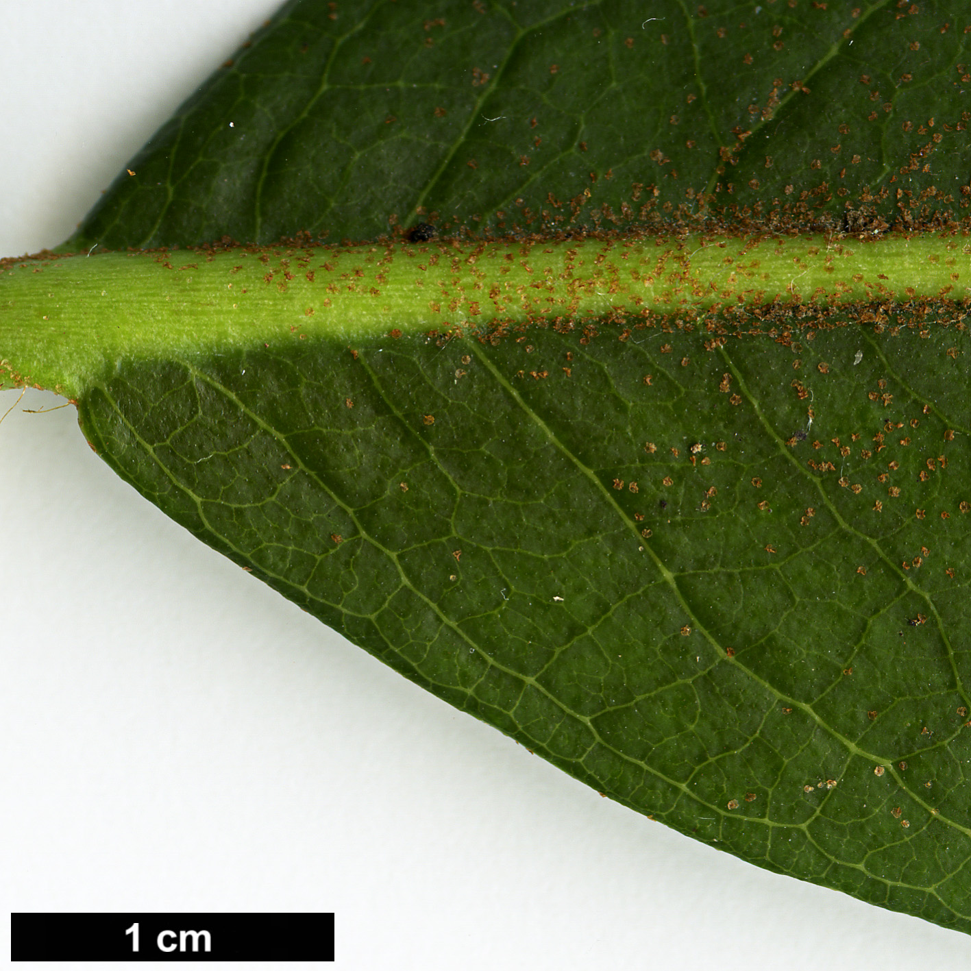 High resolution image: Family: Ericaceae - Genus: Rhododendron - Taxon: dalhousiae - SpeciesSub: var. rabdotum