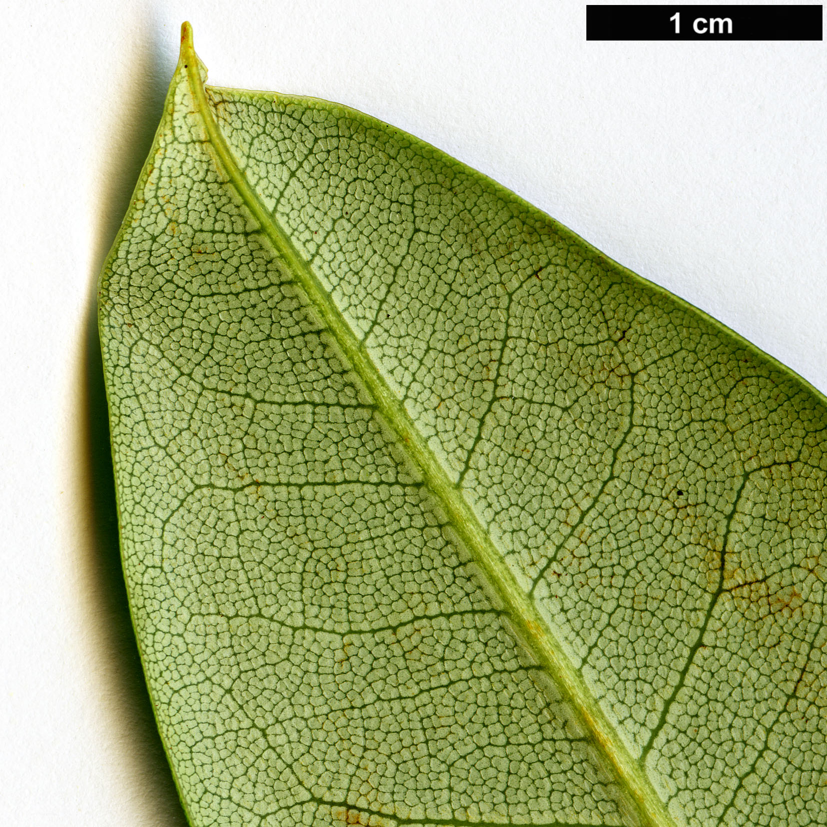 High resolution image: Family: Ericaceae - Genus: Rhododendron - Taxon: davidii