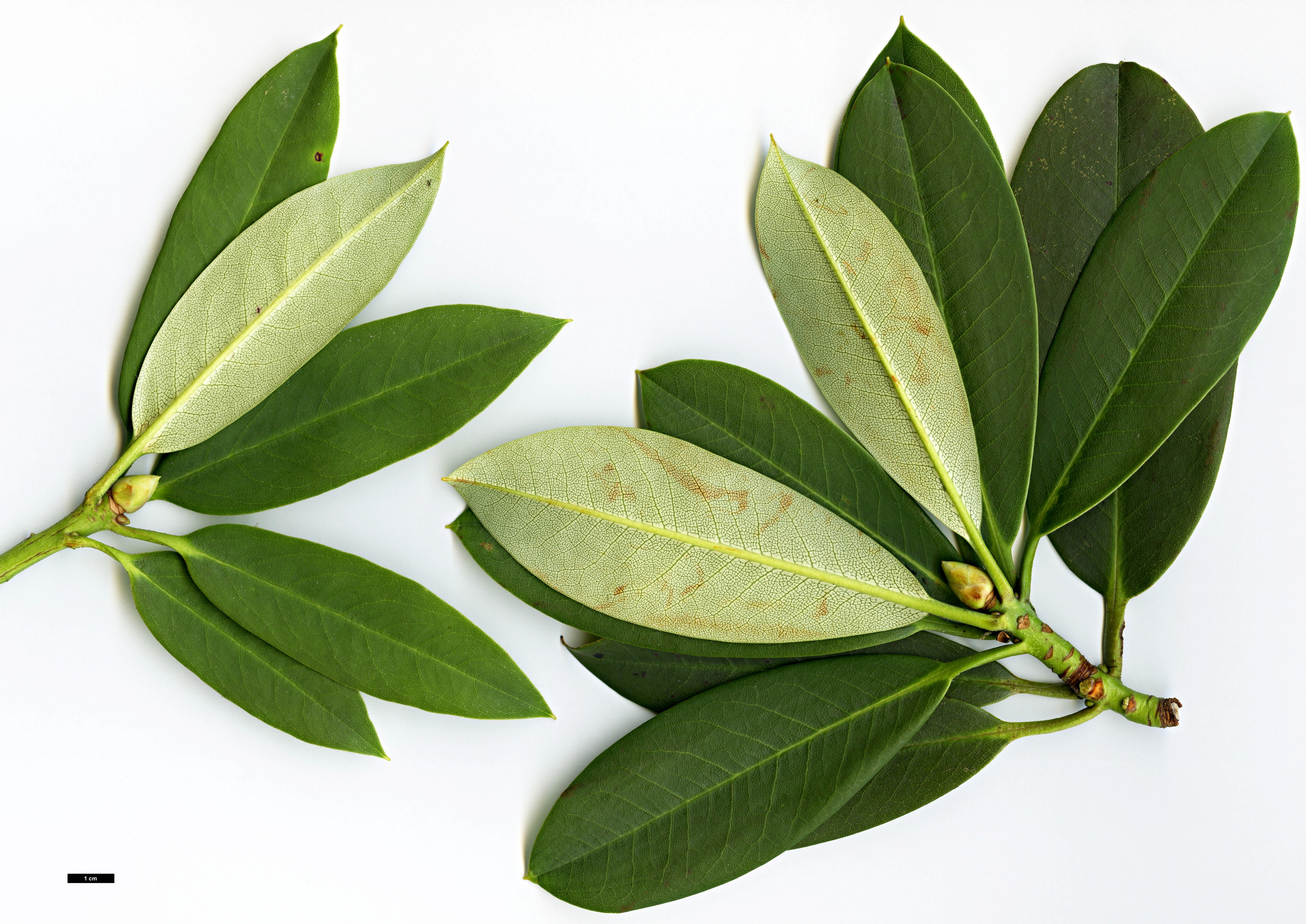 High resolution image: Family: Ericaceae - Genus: Rhododendron - Taxon: davidii