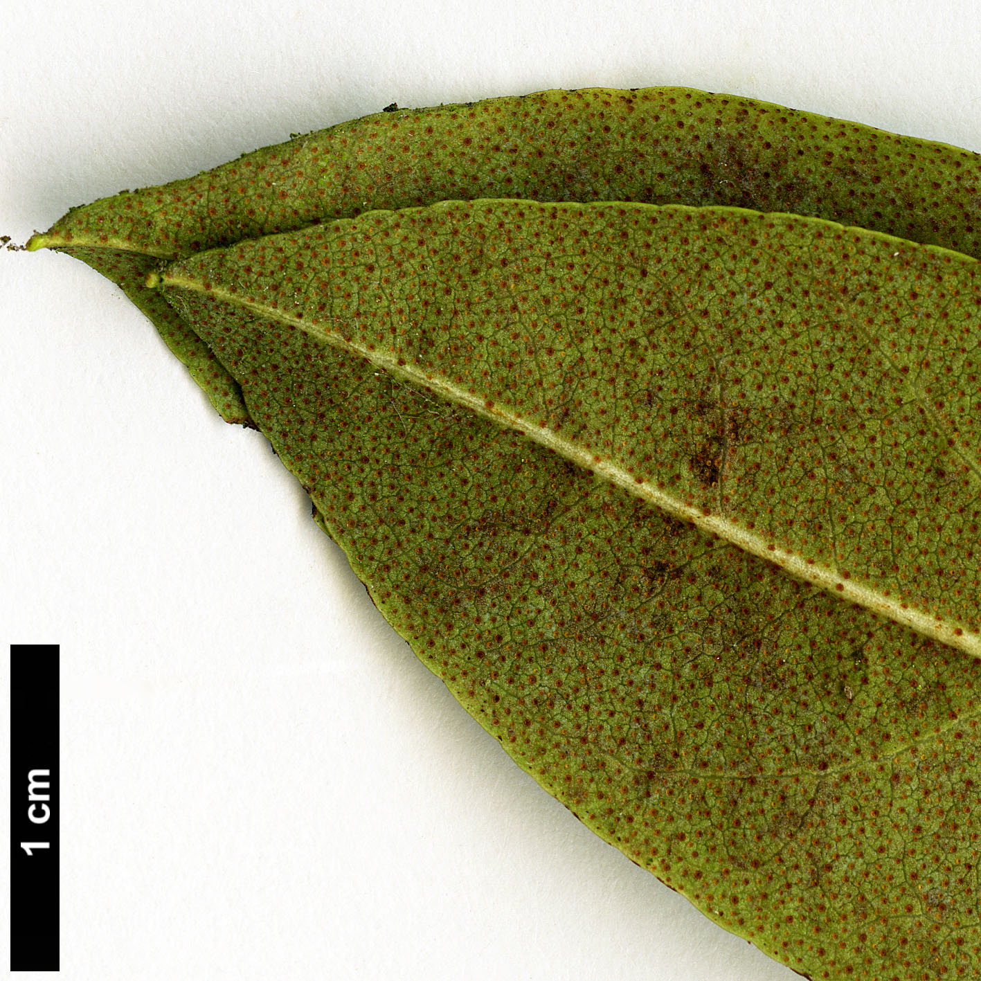 High resolution image: Family: Ericaceae - Genus: Rhododendron - Taxon: davidsonianum