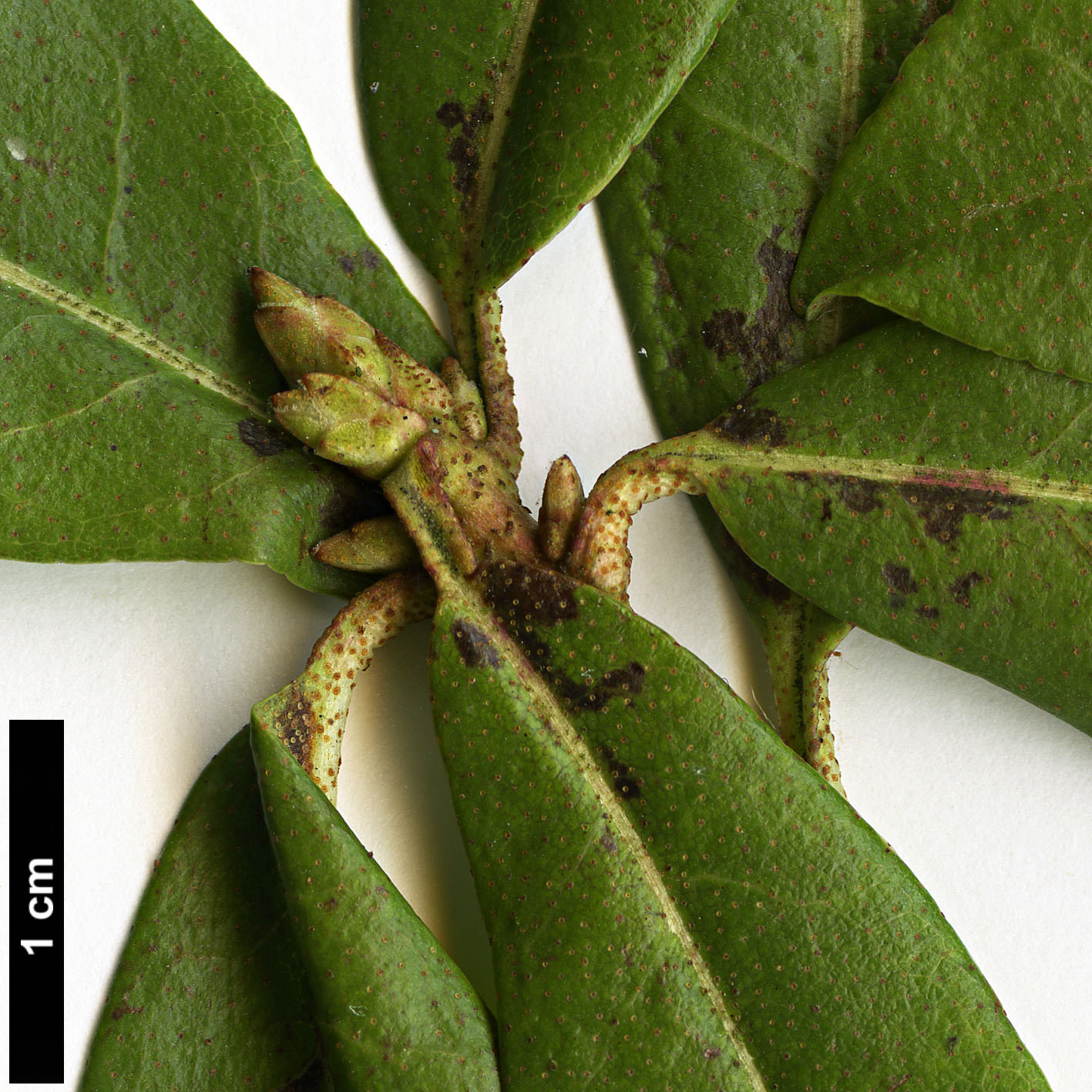 High resolution image: Family: Ericaceae - Genus: Rhododendron - Taxon: davidsonianum