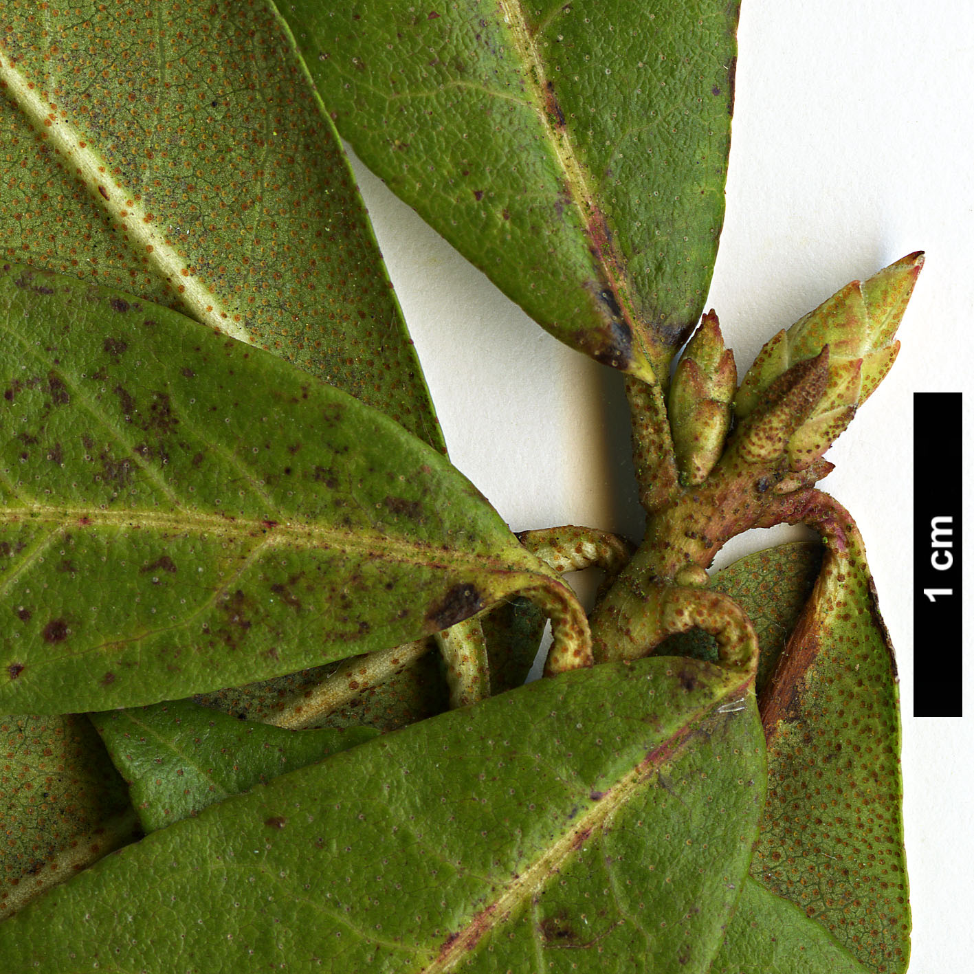 High resolution image: Family: Ericaceae - Genus: Rhododendron - Taxon: davidsonianum