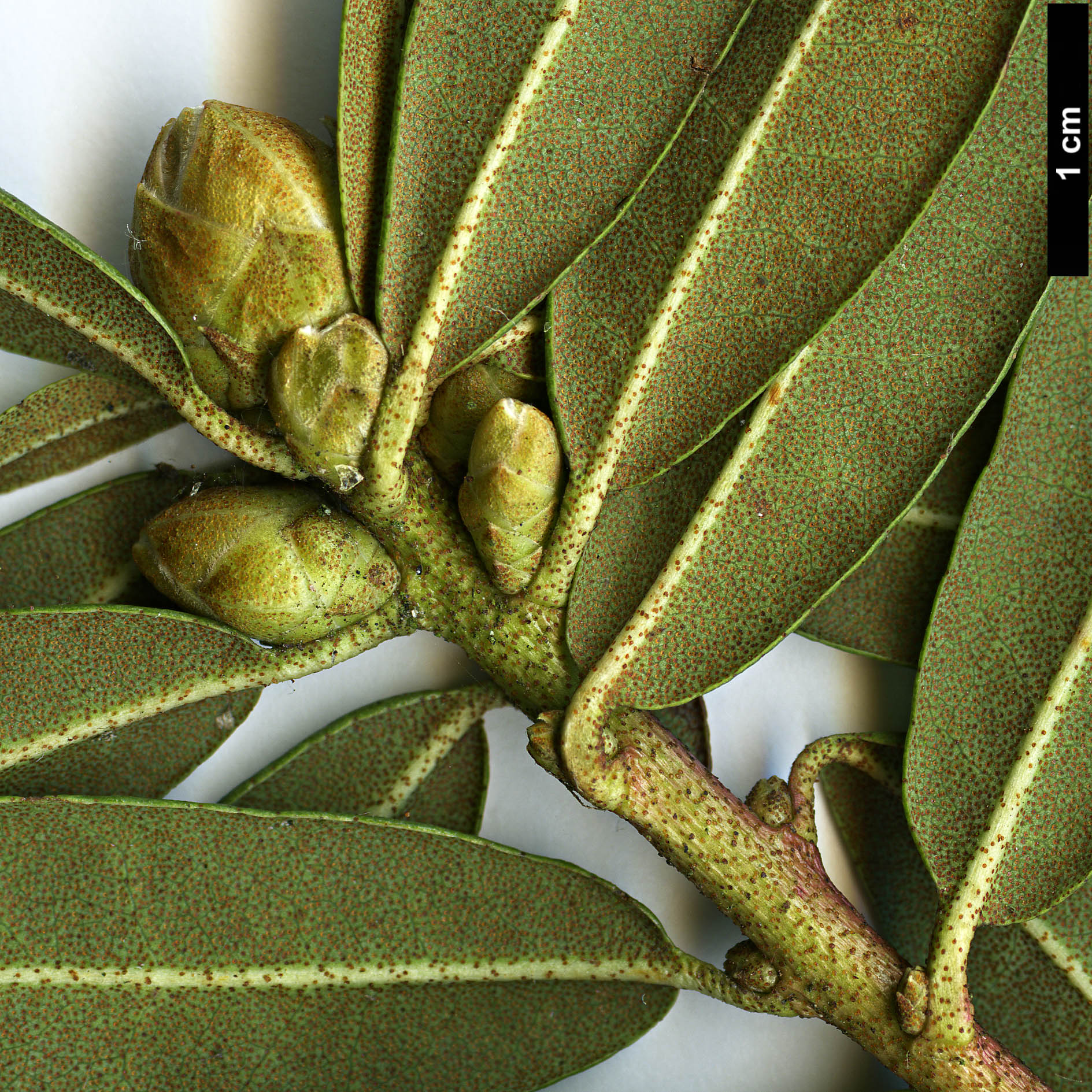 High resolution image: Family: Ericaceae - Genus: Rhododendron - Taxon: davidsonianum