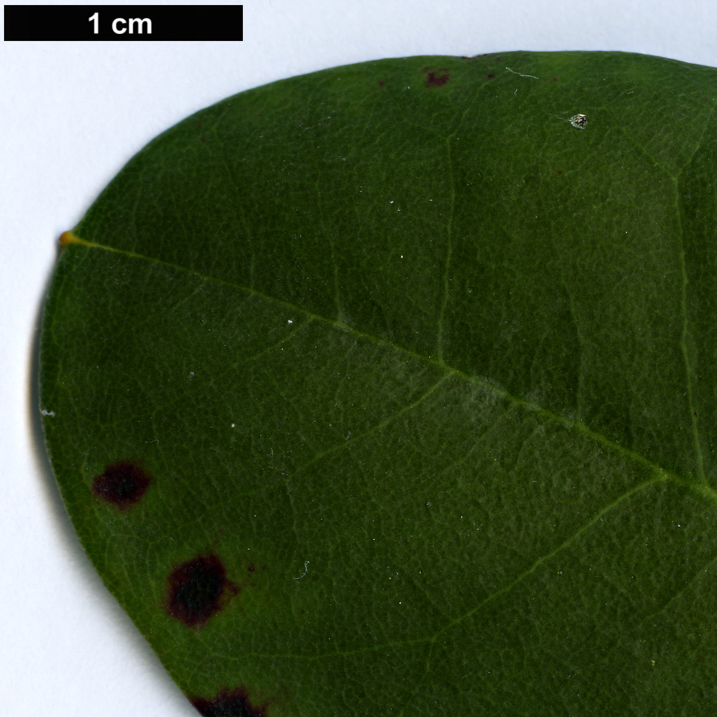 High resolution image: Family: Ericaceae - Genus: Rhododendron - Taxon: decorum