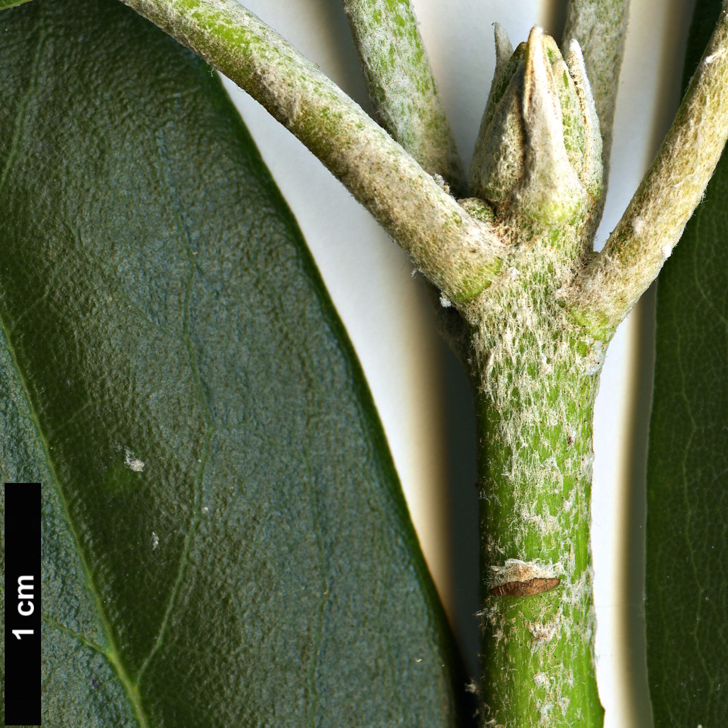 High resolution image: Family: Ericaceae - Genus: Rhododendron - Taxon: degronianum