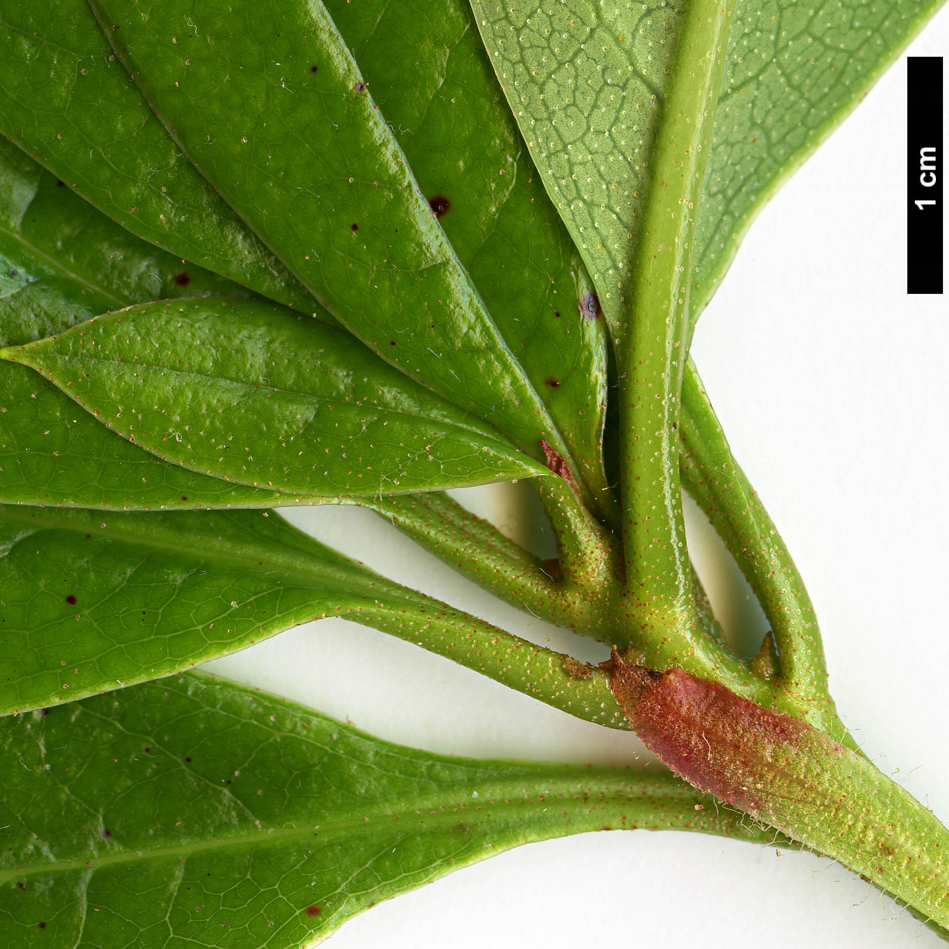 High resolution image: Family: Ericaceae - Genus: Rhododendron - Taxon: dendricola