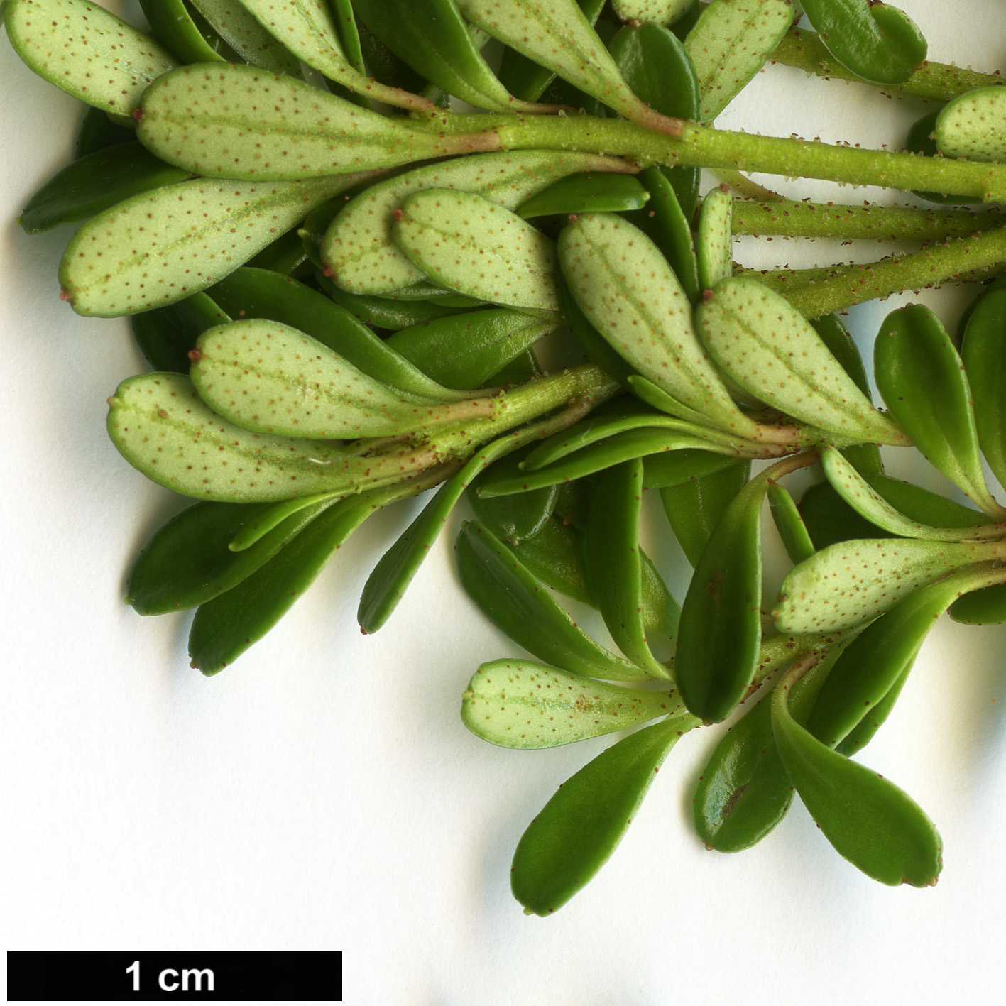 High resolution image: Family: Ericaceae - Genus: Rhododendron - Taxon: densifolium