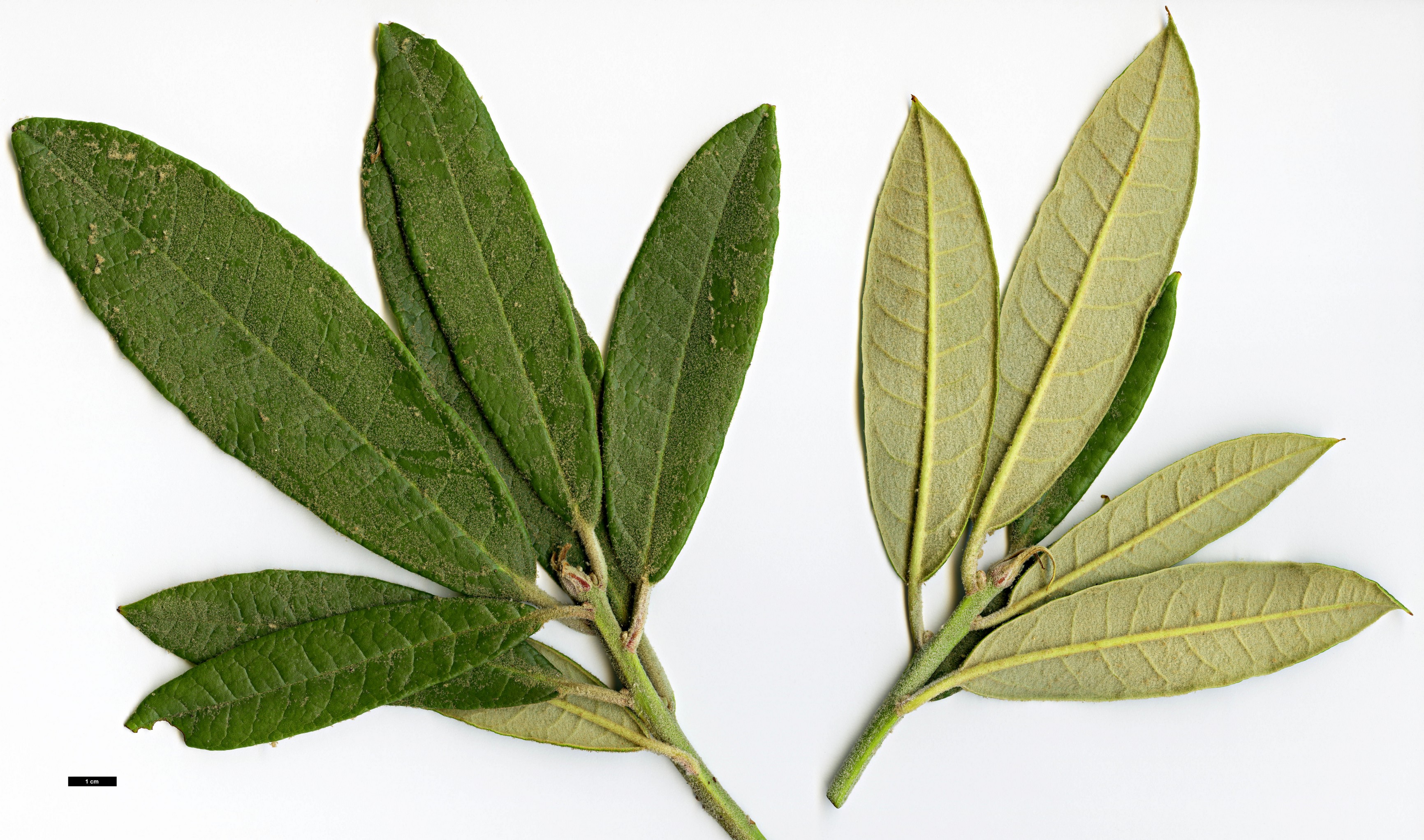 High resolution image: Family: Ericaceae - Genus: Rhododendron - Taxon: denudatum