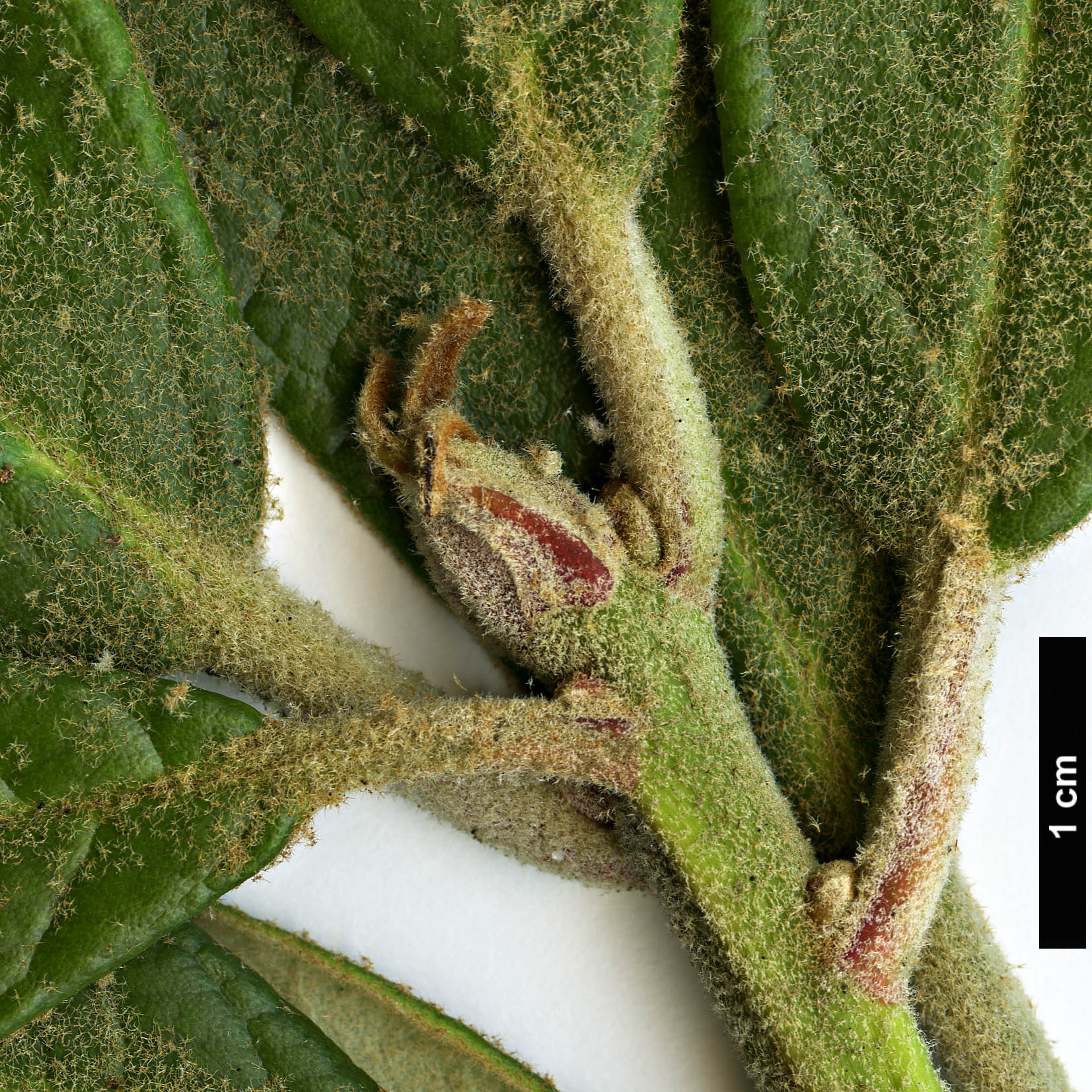 High resolution image: Family: Ericaceae - Genus: Rhododendron - Taxon: denudatum