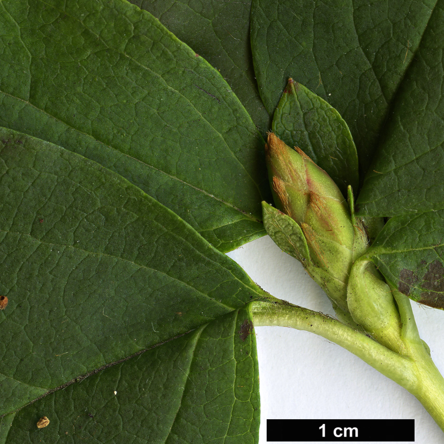 High resolution image: Family: Ericaceae - Genus: Rhododendron - Taxon: dilatatum
