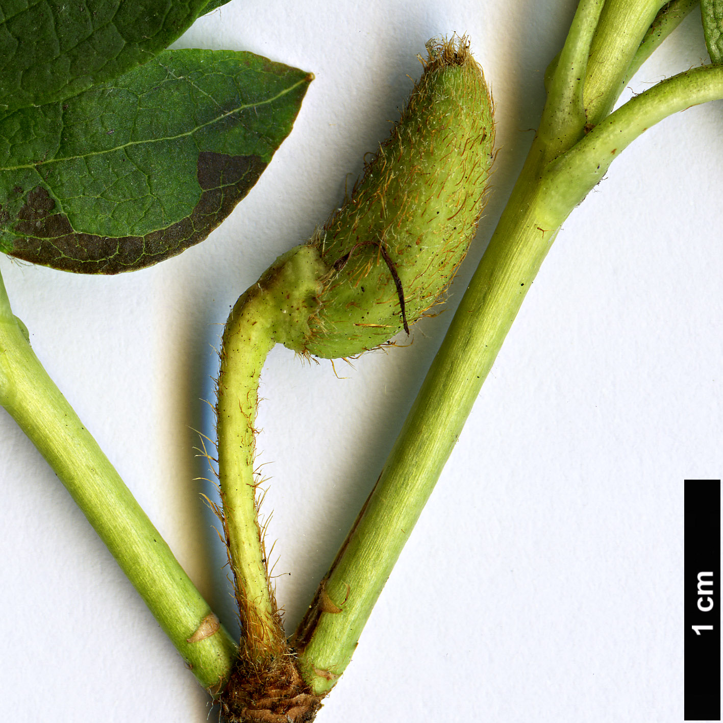 High resolution image: Family: Ericaceae - Genus: Rhododendron - Taxon: dilatatum