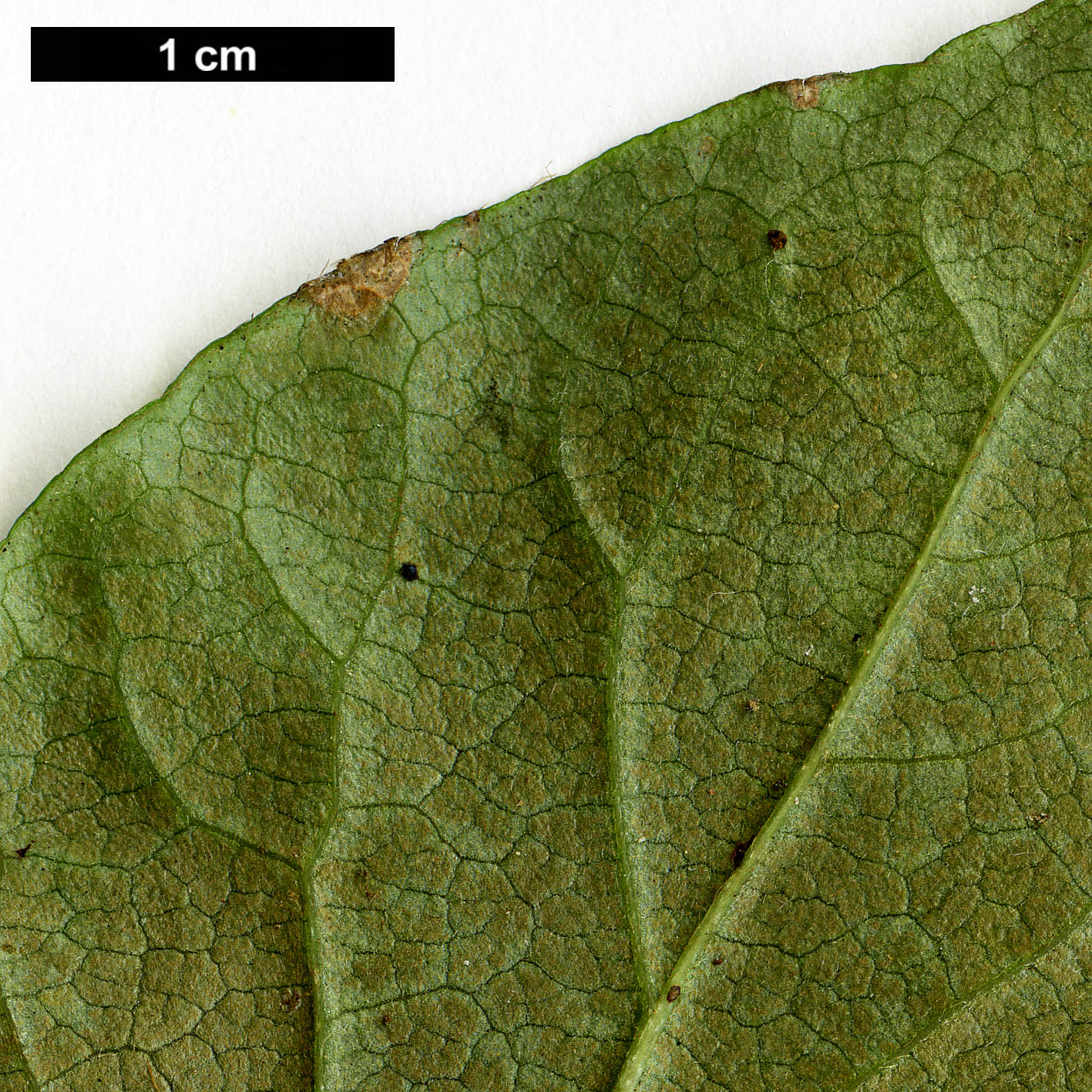 High resolution image: Family: Ericaceae - Genus: Rhododendron - Taxon: dilatatum - SpeciesSub: var. satsumense