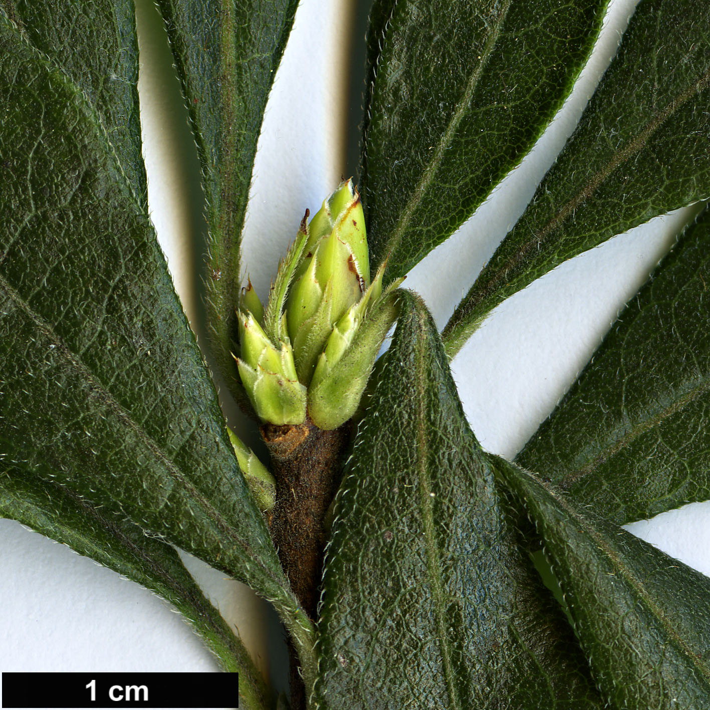 High resolution image: Family: Ericaceae - Genus: Rhododendron - Taxon: eastmanii