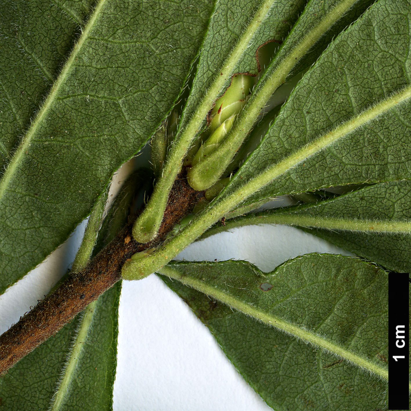 High resolution image: Family: Ericaceae - Genus: Rhododendron - Taxon: eastmanii