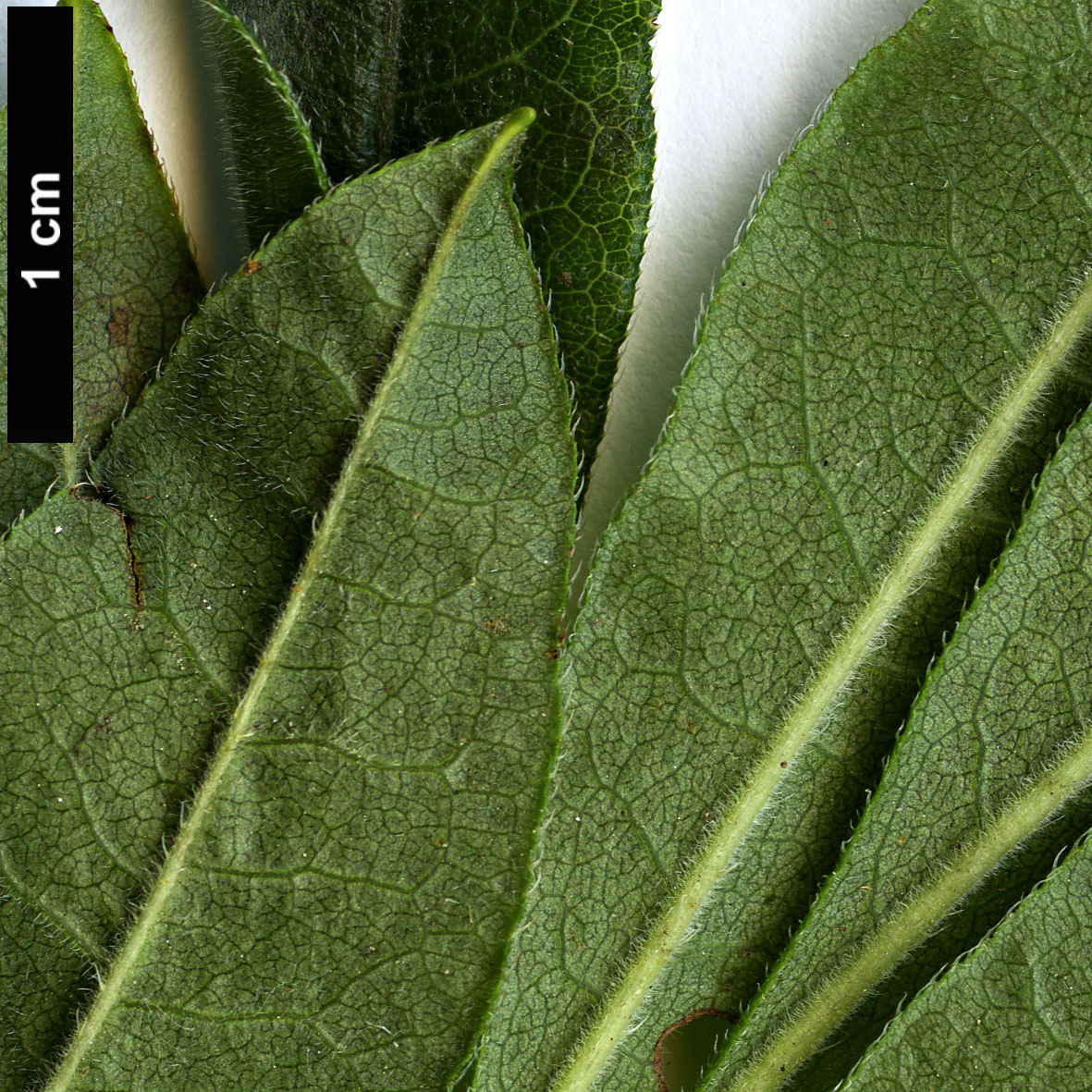 High resolution image: Family: Ericaceae - Genus: Rhododendron - Taxon: eastmanii